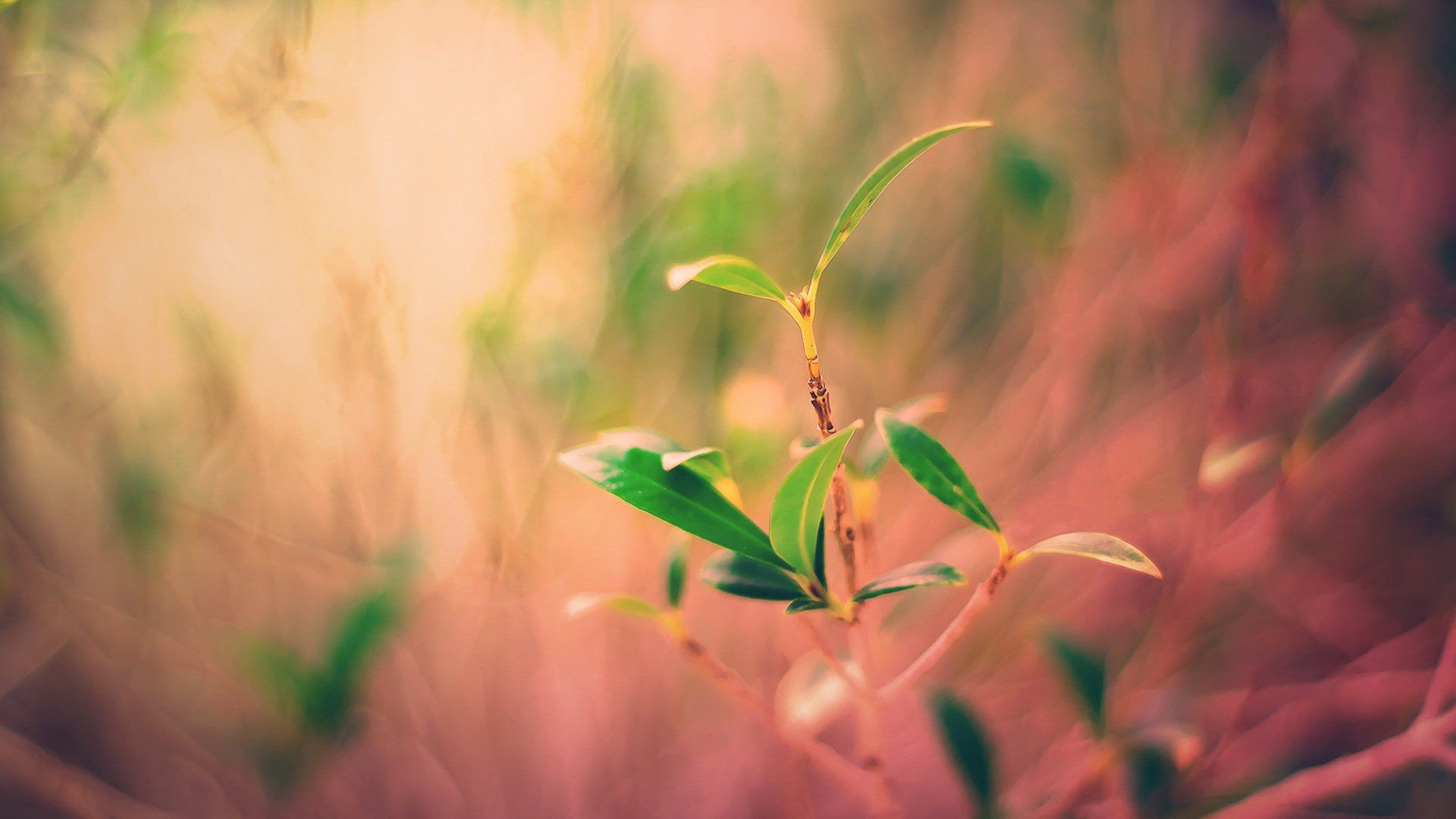 小清新,唯美,温馨,安静,花