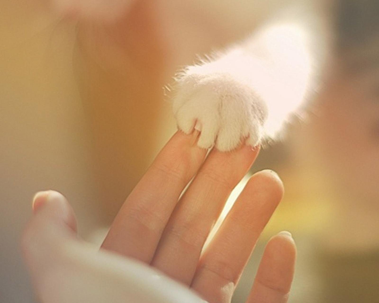 动物,萌宠,喵星人,猫咪,猫爪