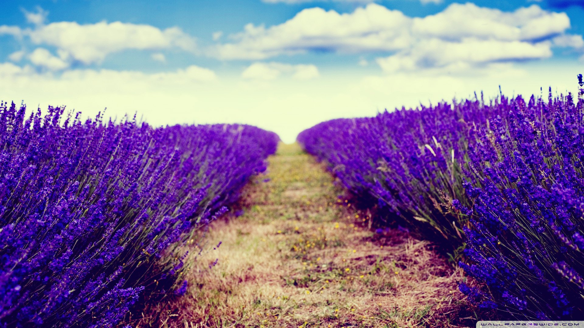 小清新,唯美,薰衣草,风景,植物,等待爱情,紫色
