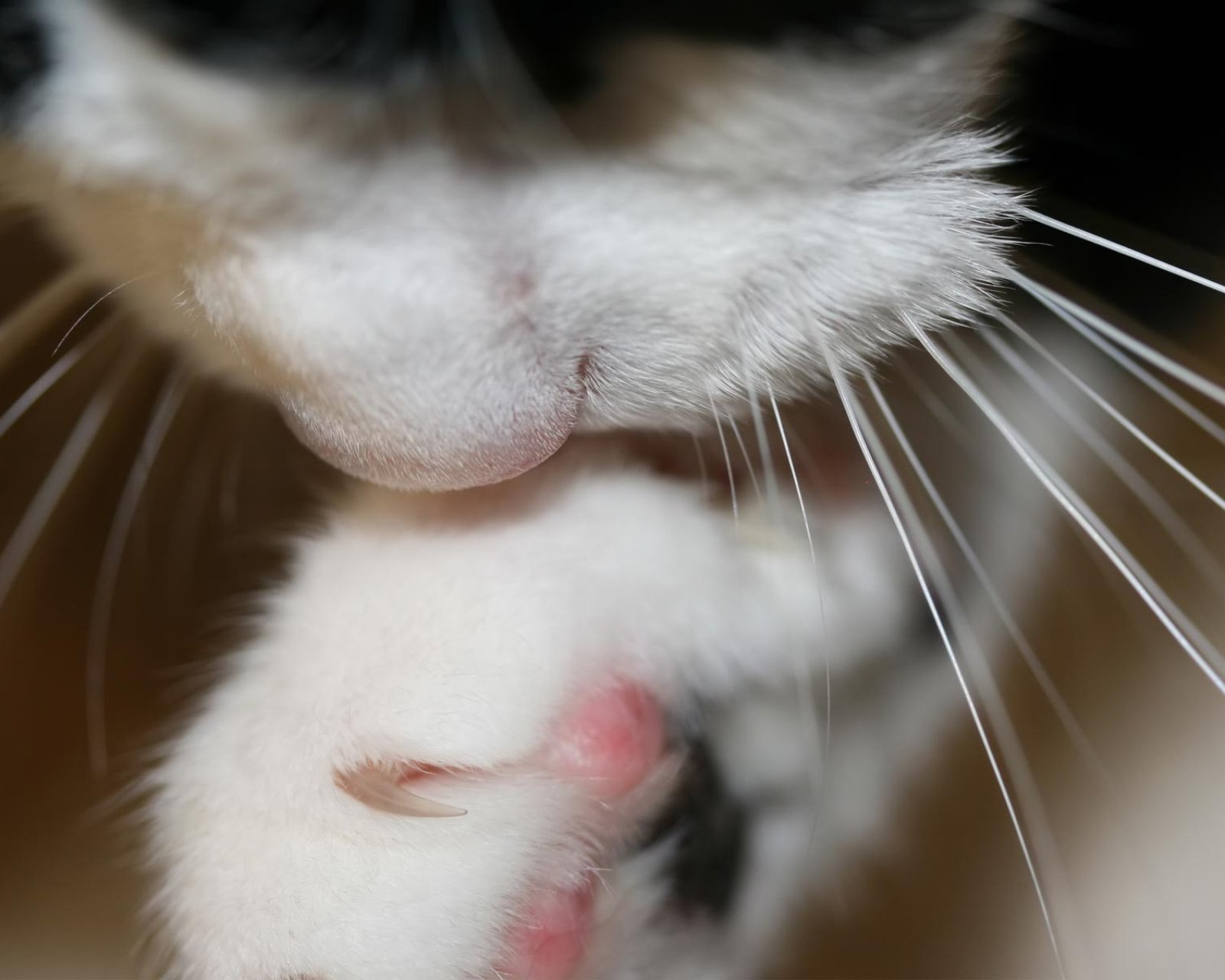 动物,萌宠,喵星人,猫咪,猫爪