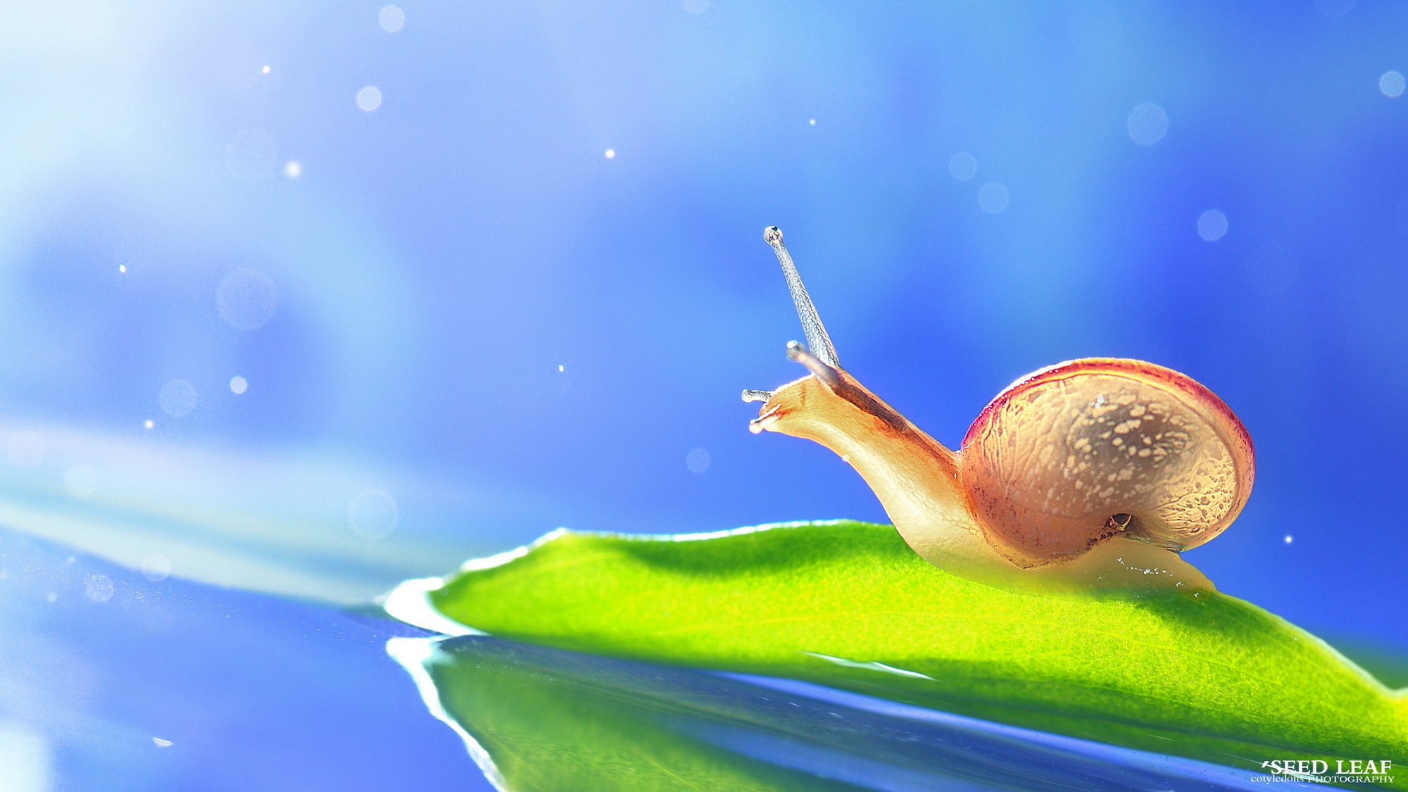 Seed,leaf摄影-蜗牛梦幻記,@SeedLeaf