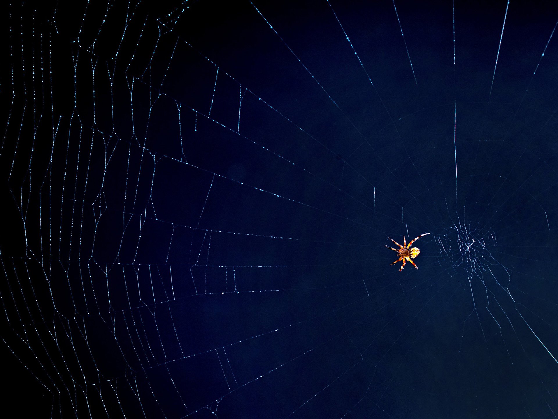 风景,自然风光,夏季,蛛丝,网,蛛网