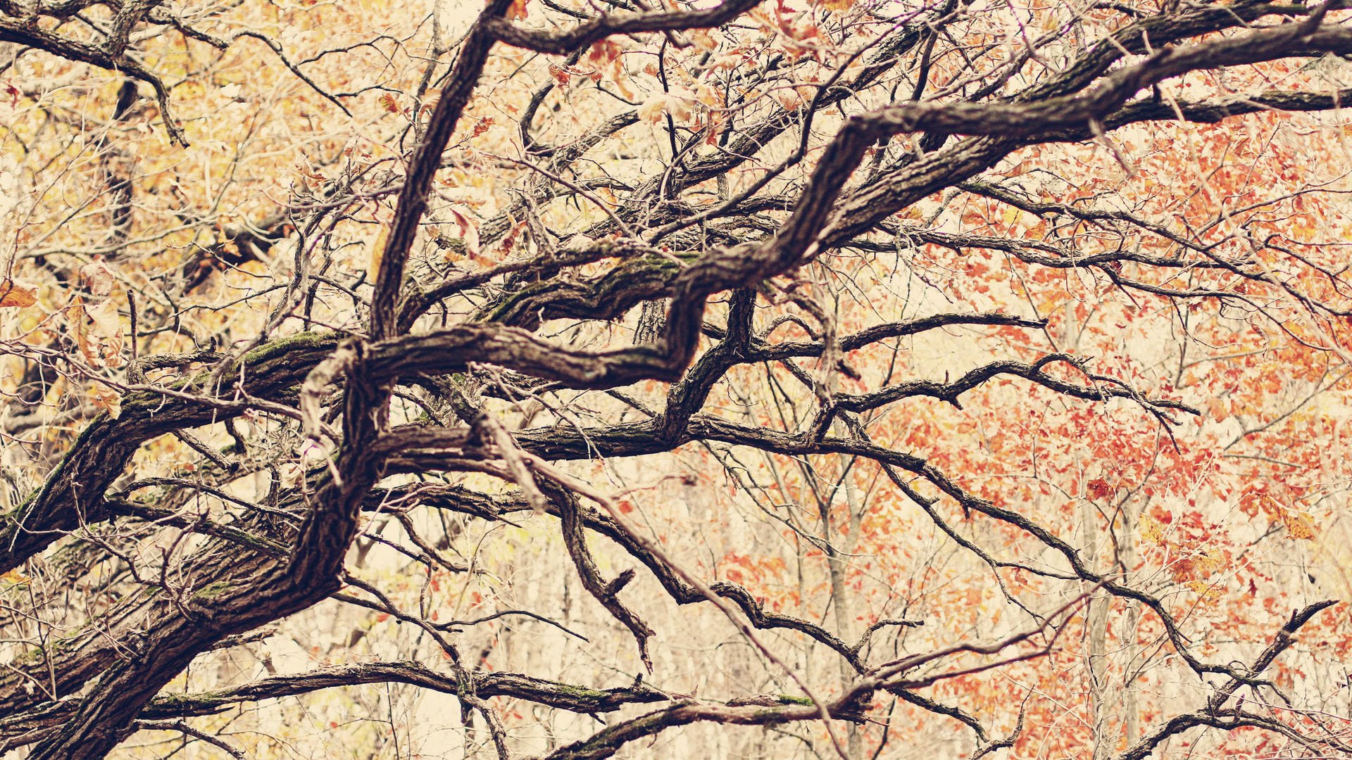 风景,自然风光,意境,炎炎夏日,秋天,树