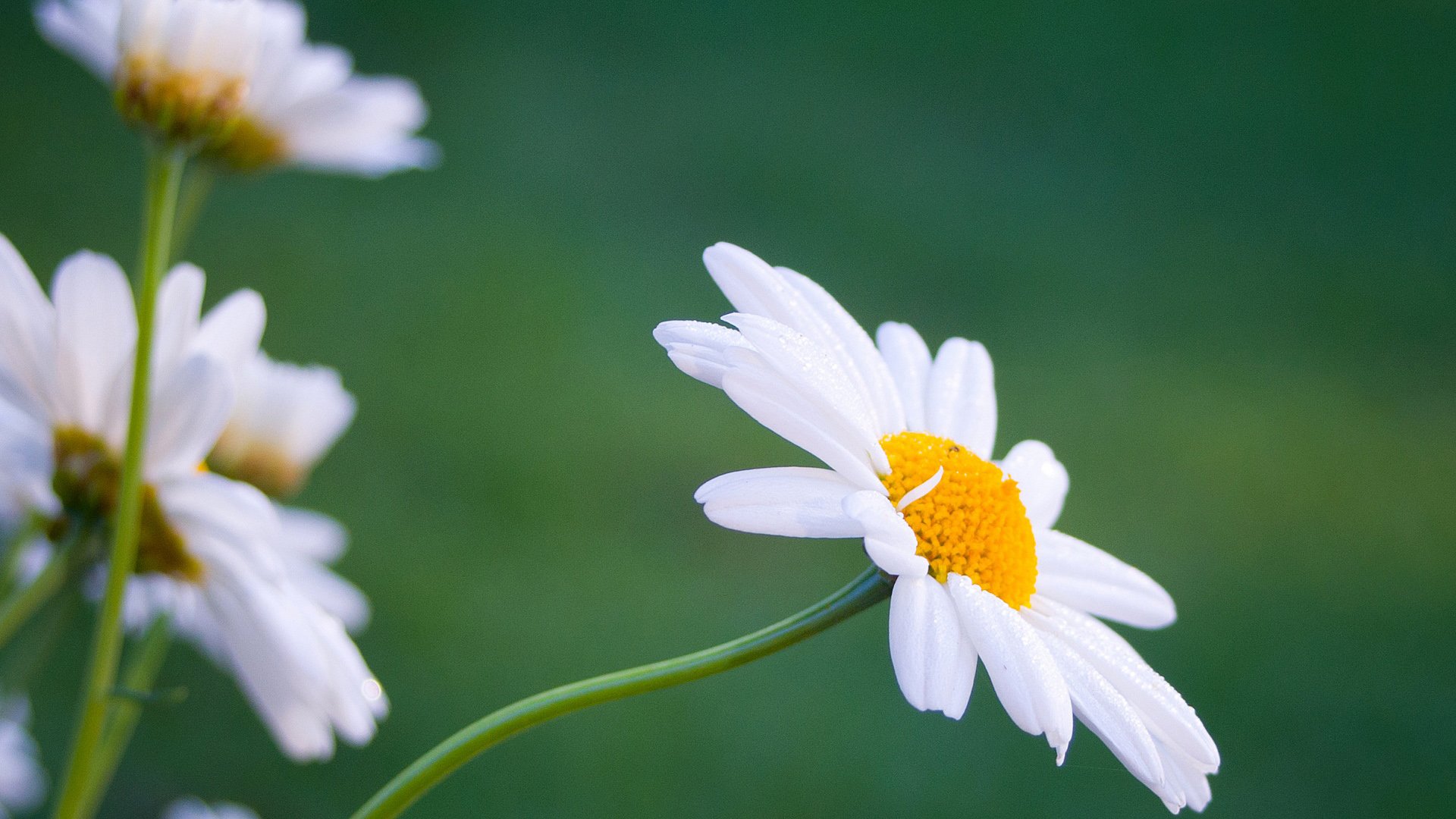 小清新,唯美,温馨,安静,花