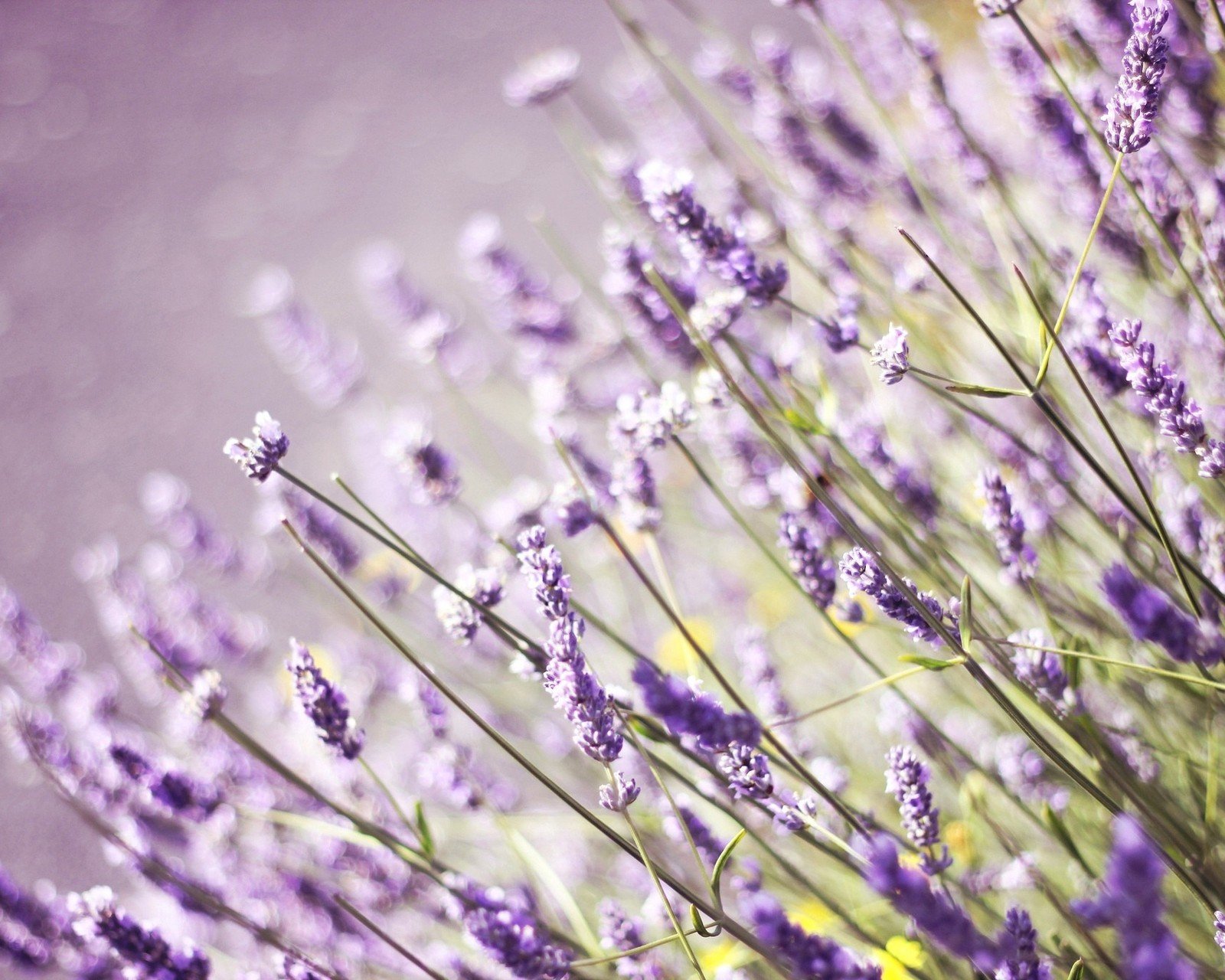 小清新,唯美,薰衣草,风景,植物,等待爱情,紫色