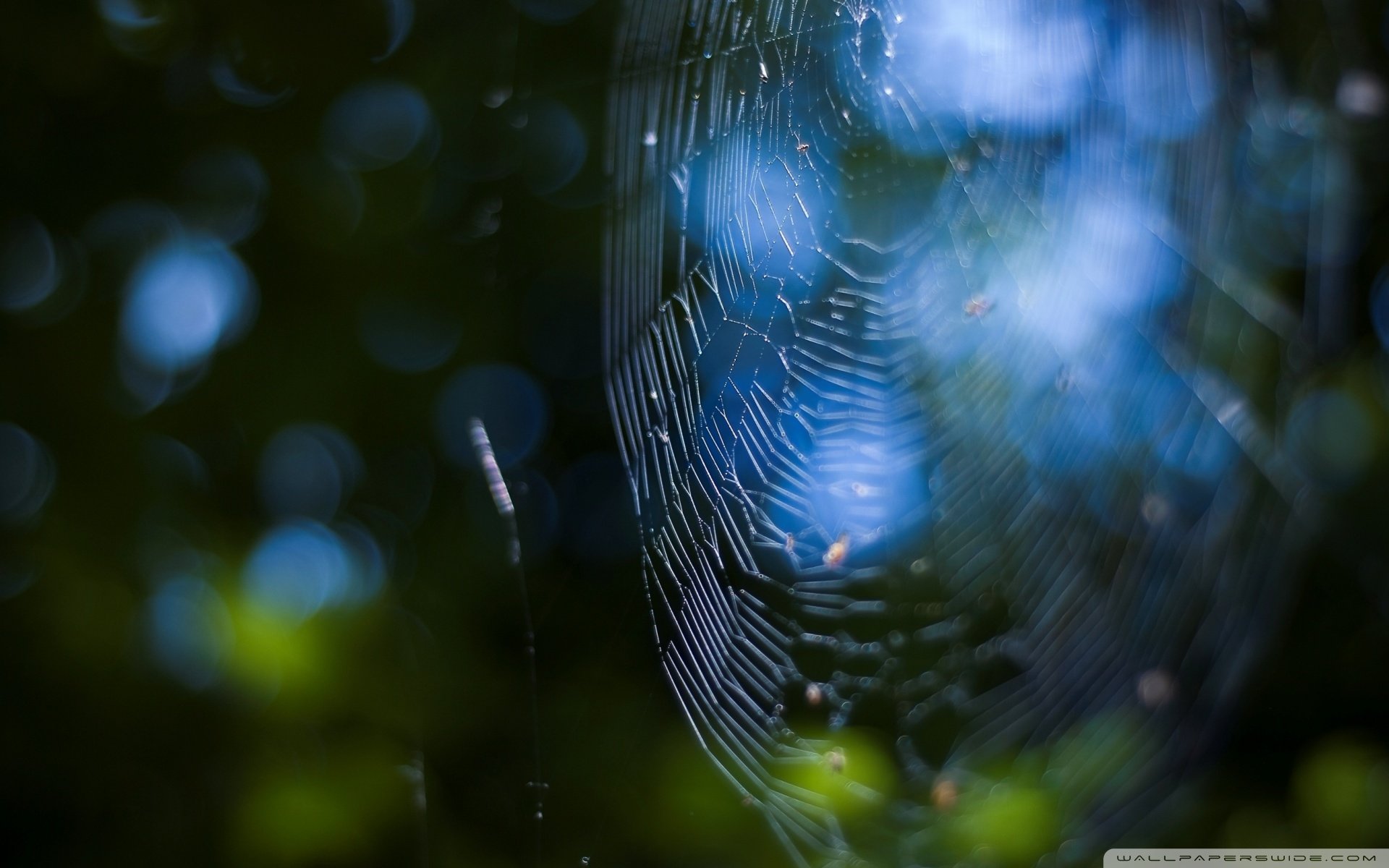 风景,自然风光,夏季,蛛丝,网,蛛网