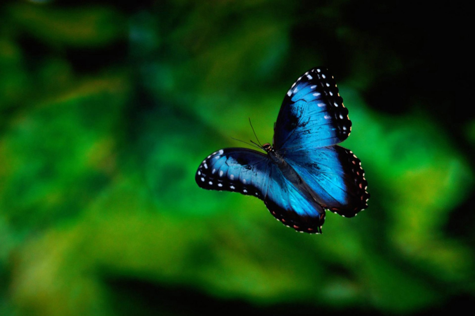 动物,野生动物,蝴蝶