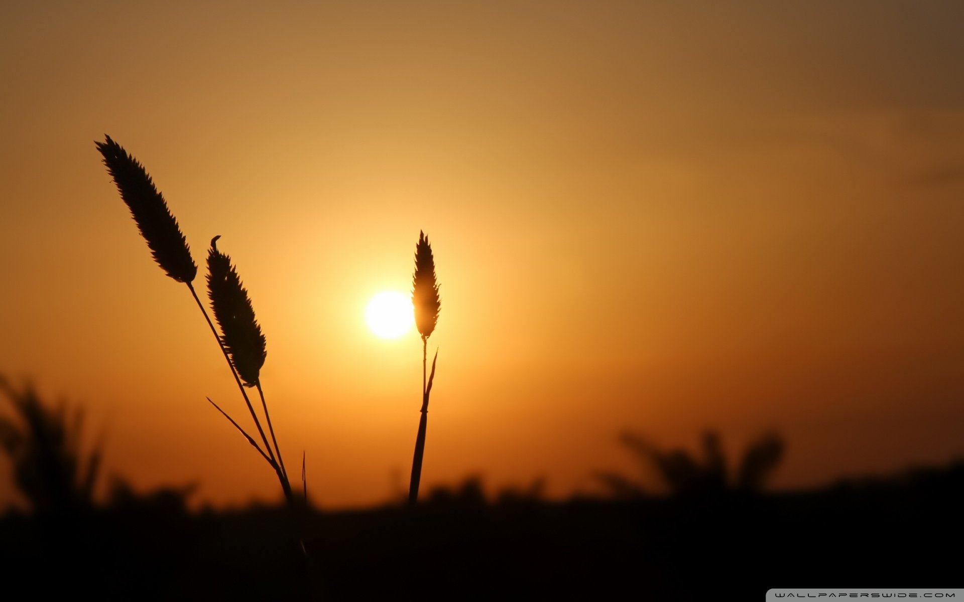 风景,自然风光,黄昏,夕阳,傍晚,落日,唯美,意境,落日余晖