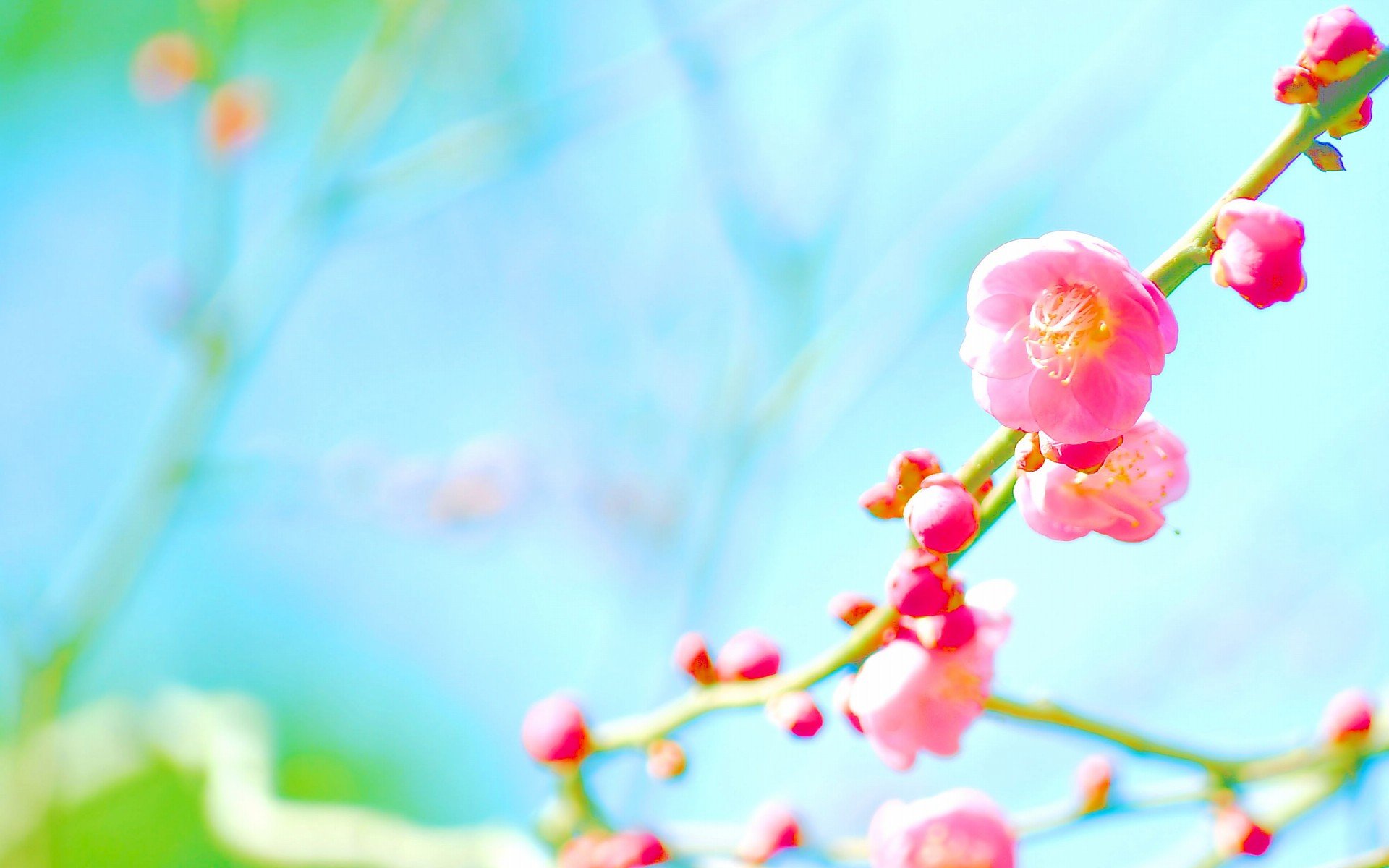 小清新,温暖,干净,安静,温馨,唯美,静物,物语,花,春天