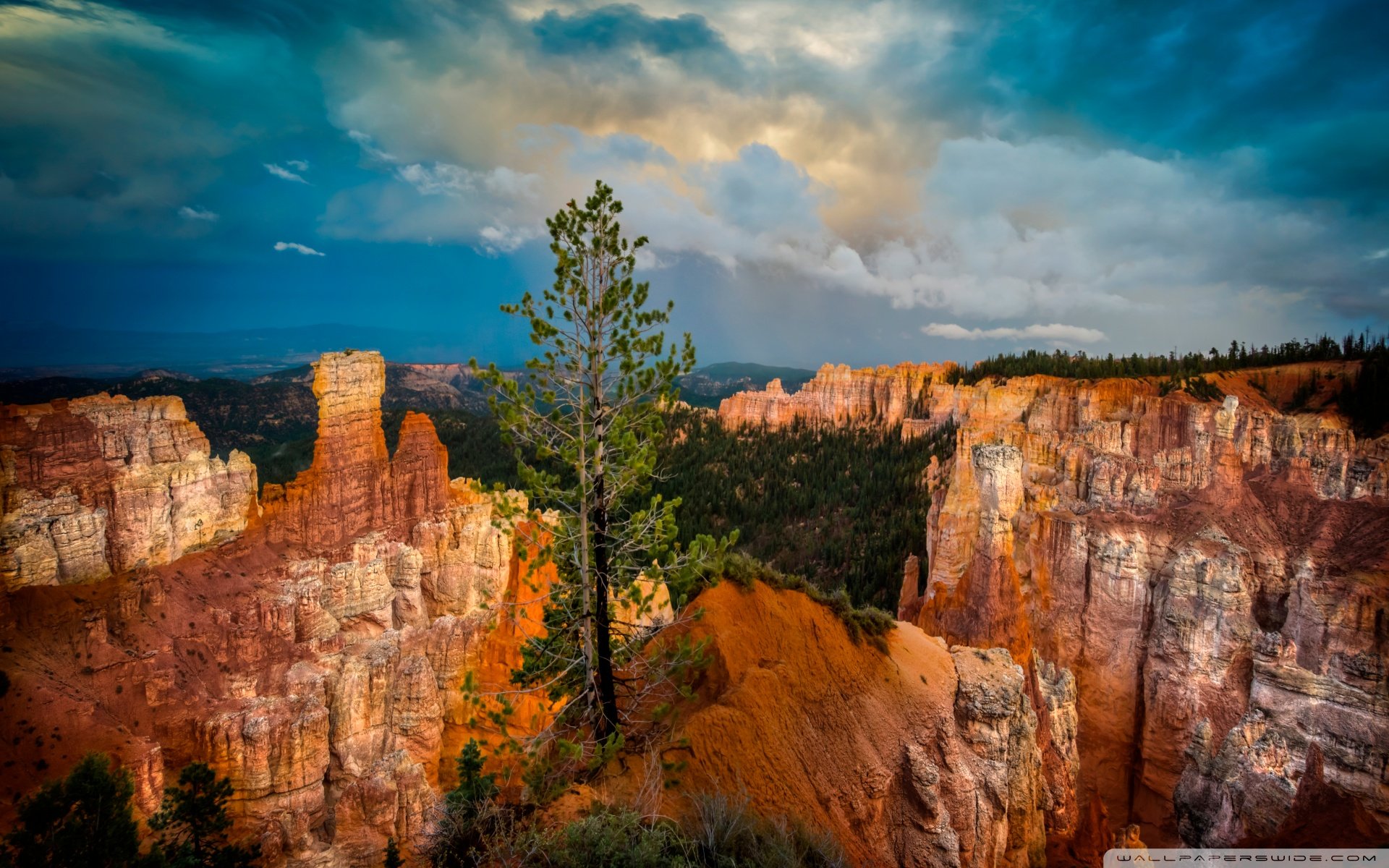 小清新,唯美,干枯,生命,坚强,顽强