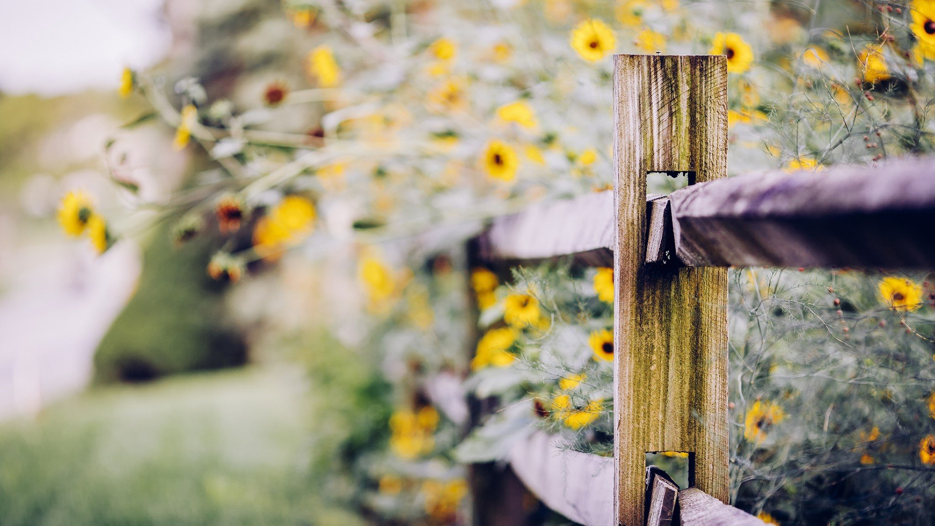 风景,自然风光,小镇,田园,房子,唯美,春意盎然,炎炎夏日