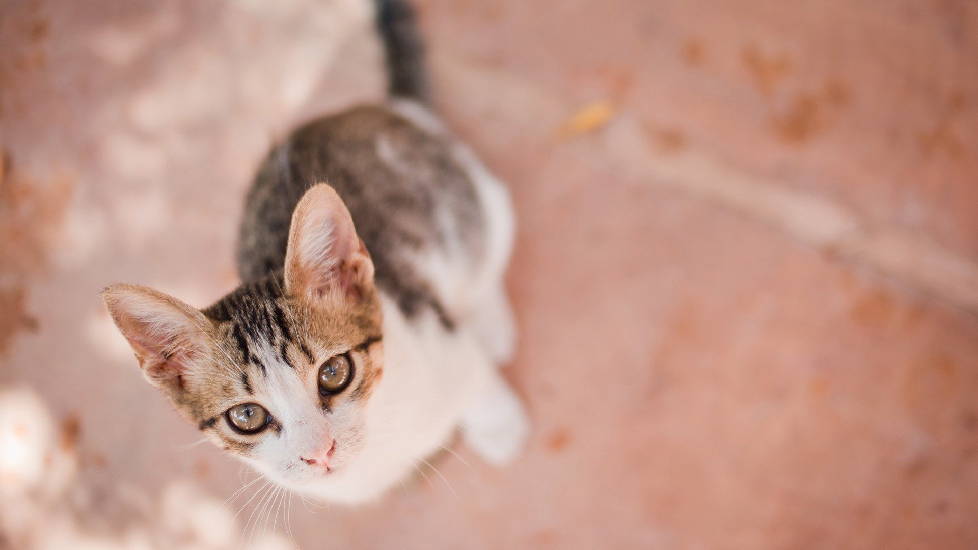 萌宠,动物,可爱,卖萌,猫咪,喵星人