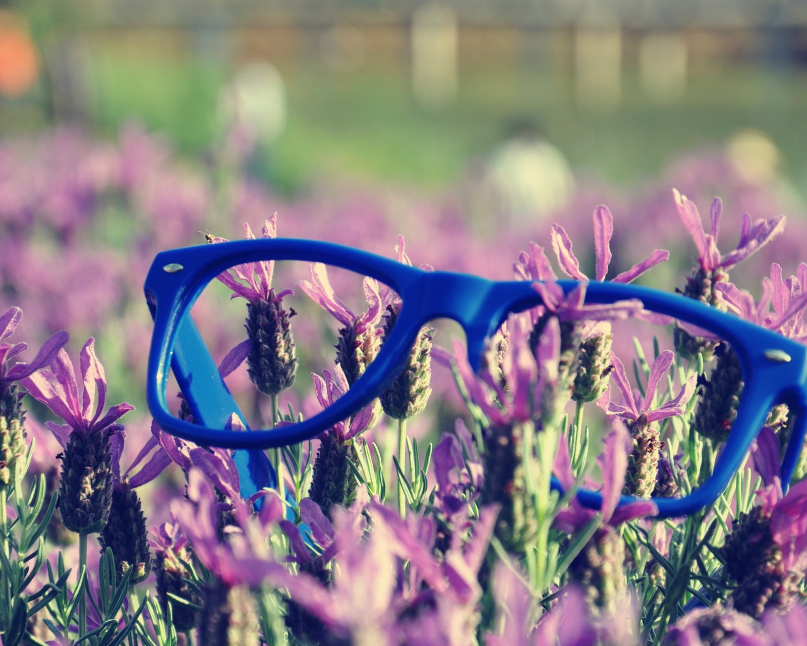 小清新,唯美,薰衣草,风景,植物,等待爱情,紫色