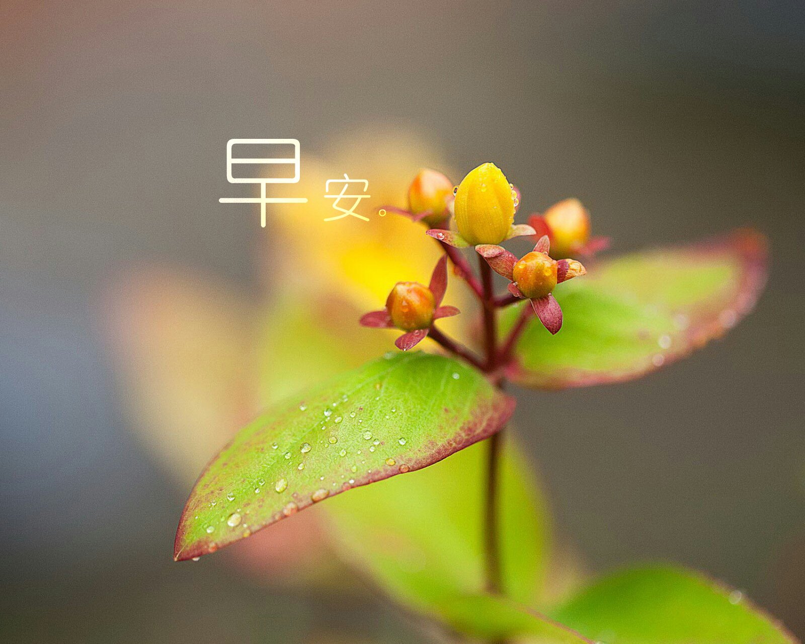 文字,文字控,语录,早安,清新,清晨,早晨,花