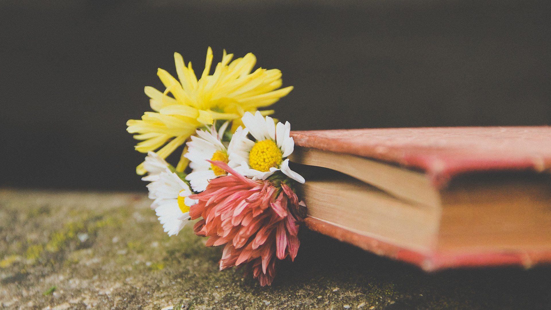 小清新,温暖,干净,安静,温馨,唯美,静物,物语,花,书,lomo