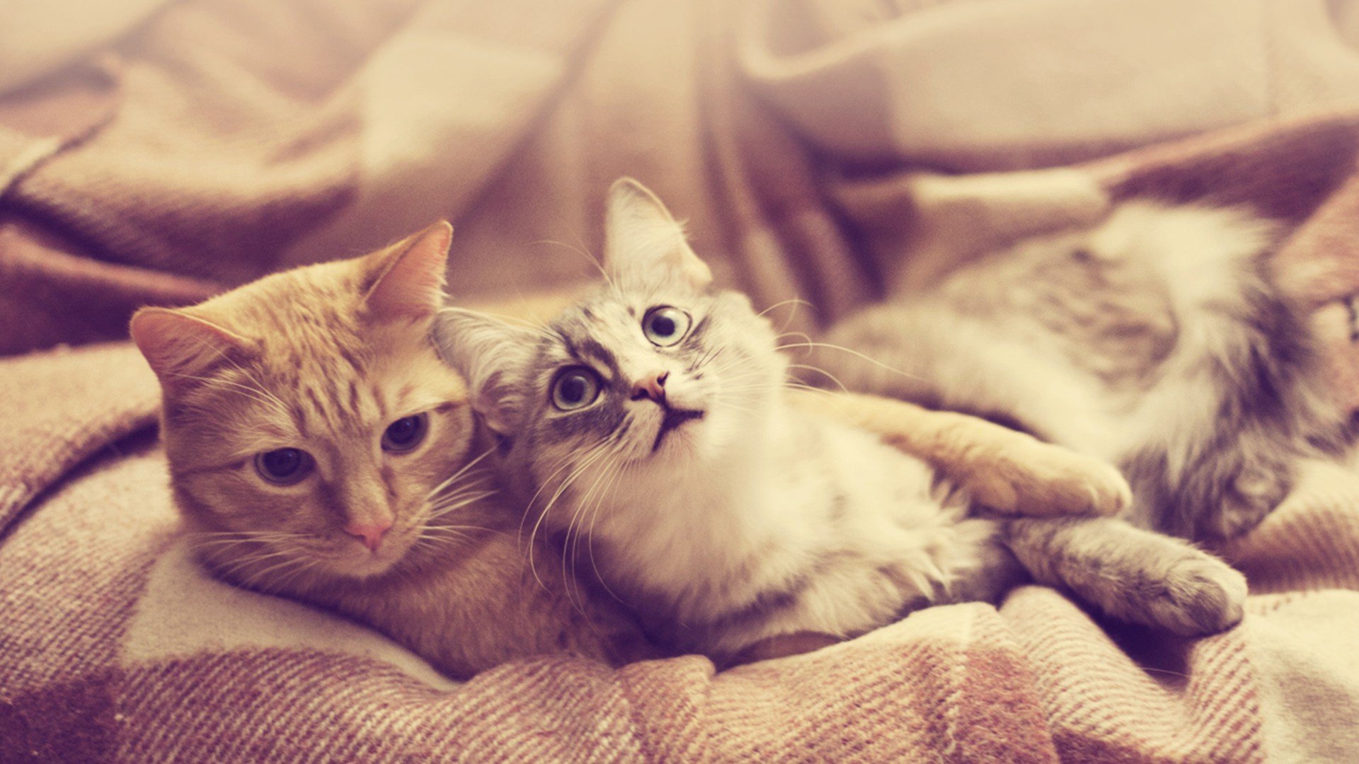 萌宠,动物,可爱,卖萌,猫咪,喵星人