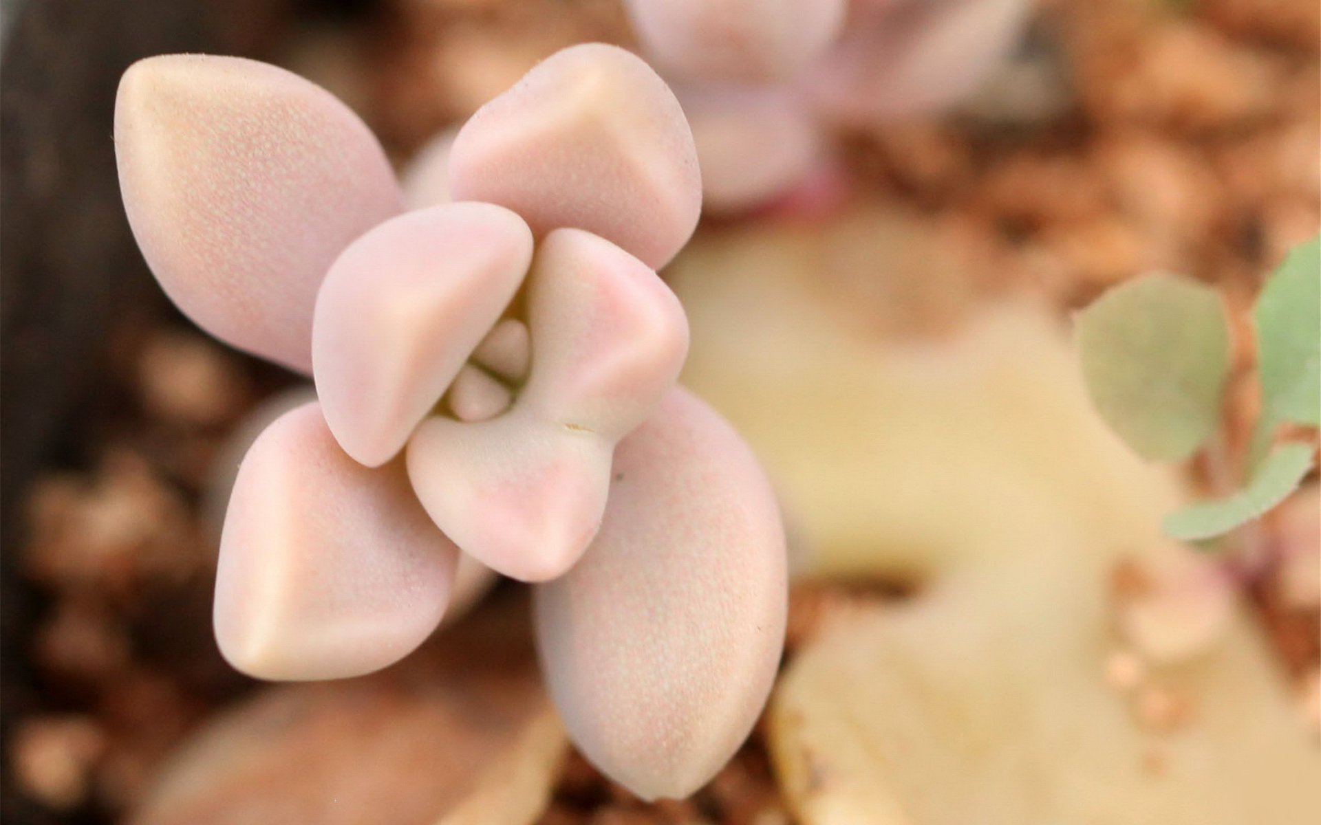 小清新,温暖,干净,安静,唯美,静物,物语,时光,多肉,植物,可爱