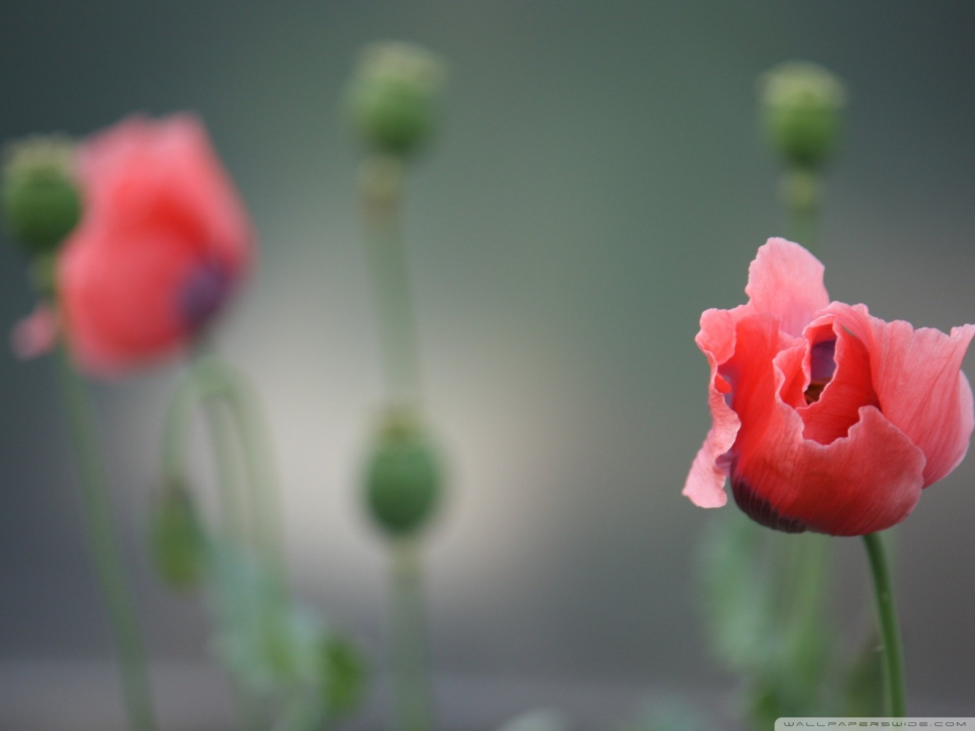 小清新,唯美,虞美人,罂粟