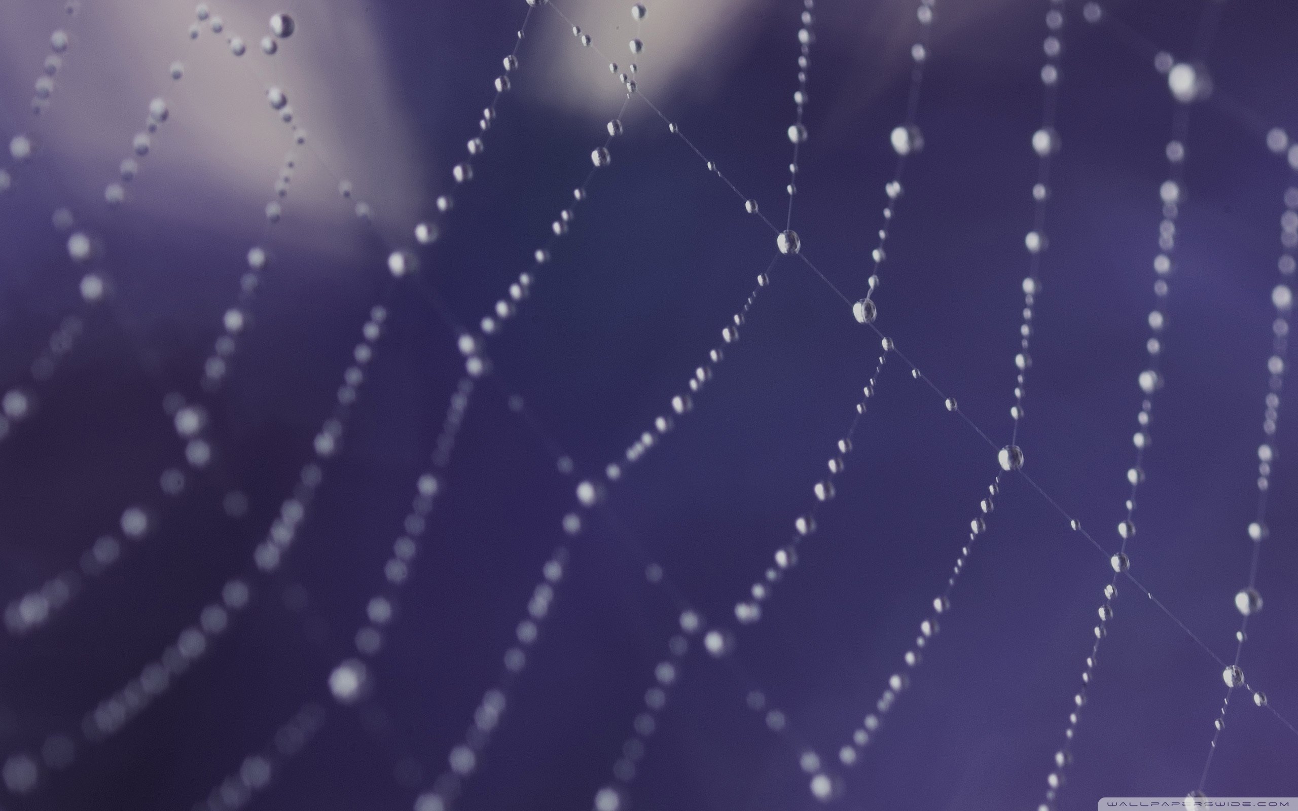 风景,自然风光,夏季,蛛丝,网,蛛网