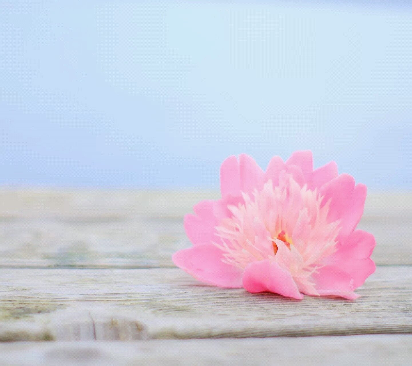 小清新,温暖,干净,安静,温馨,唯美,静物,物语,花,粉色