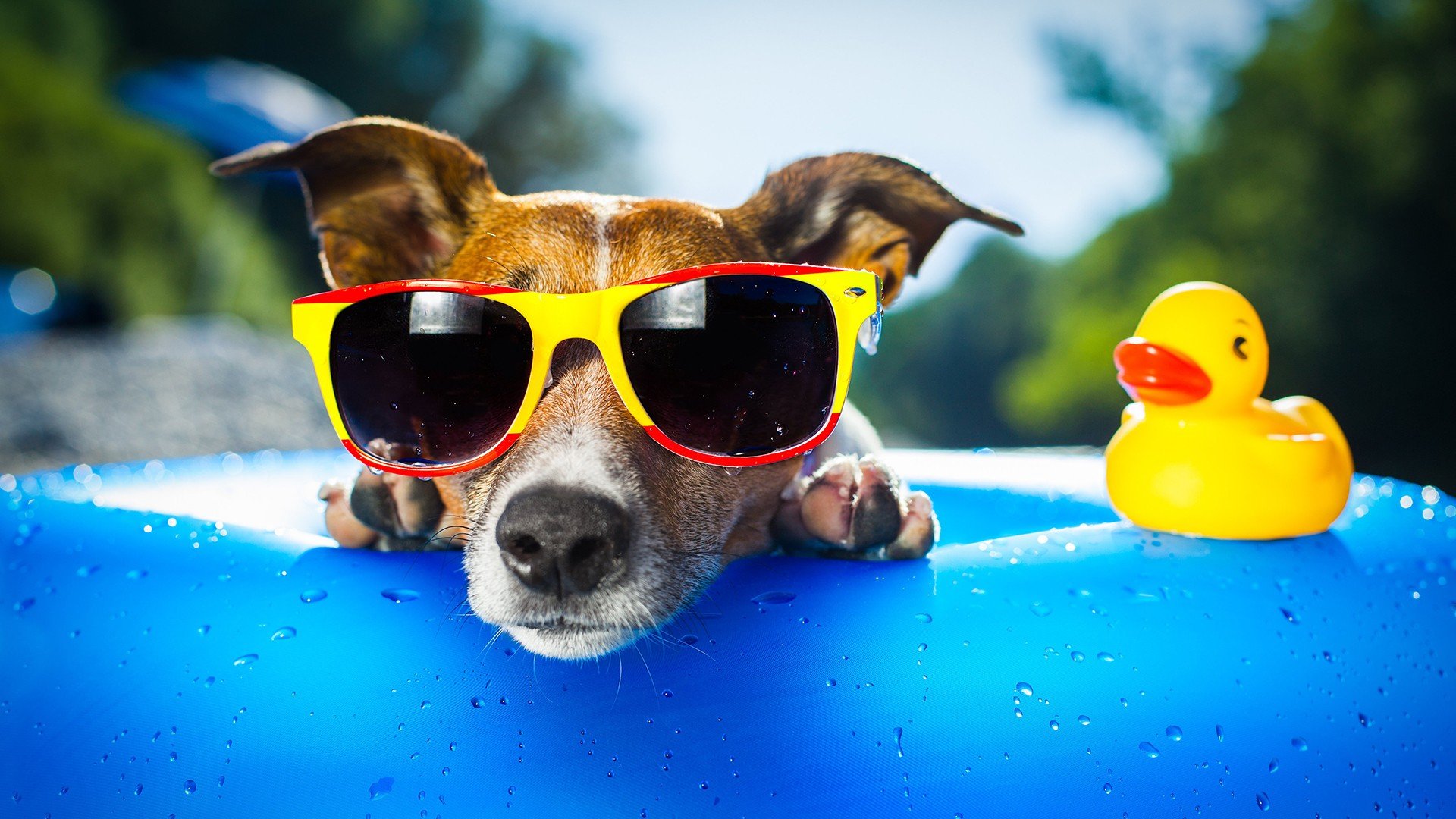 小清新,唯美,旅行,假日,夏天,炎热,度假,狗狗,汪星人,萌宠