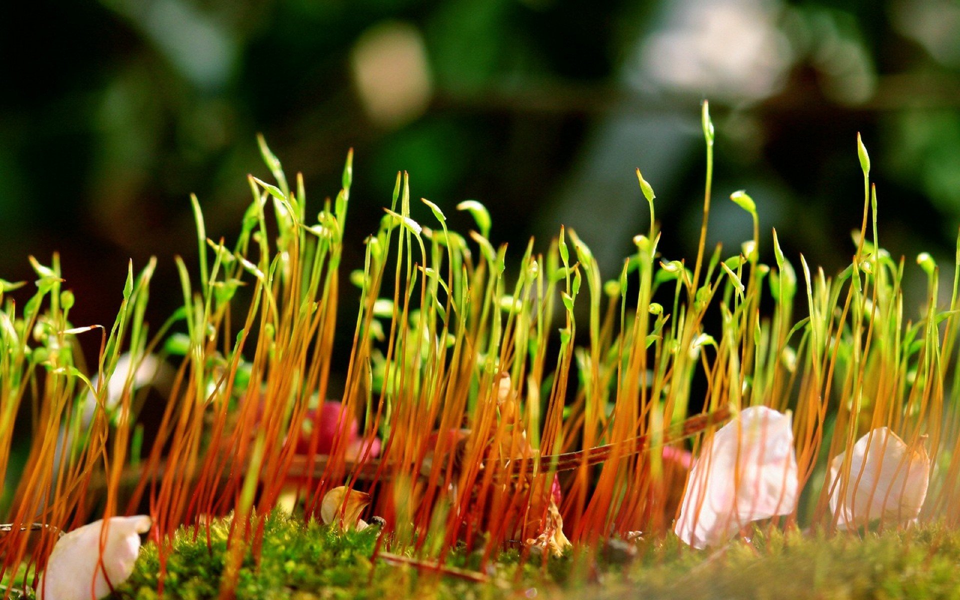 小清新,唯美,温馨,安静,绿色养眼,植物