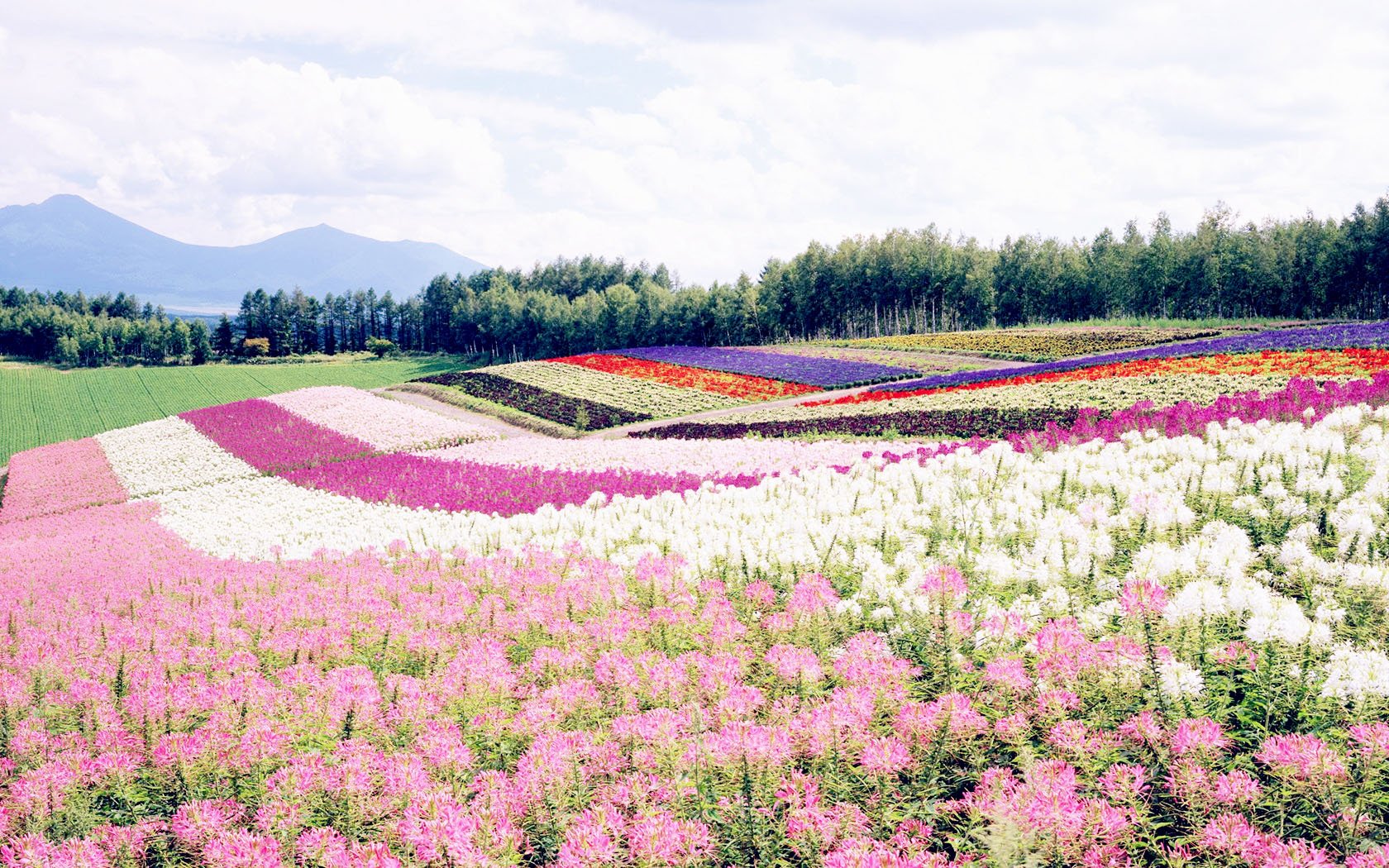 风景,自然风光,大自然,唯美,日本,北海道,日系,旅游胜地