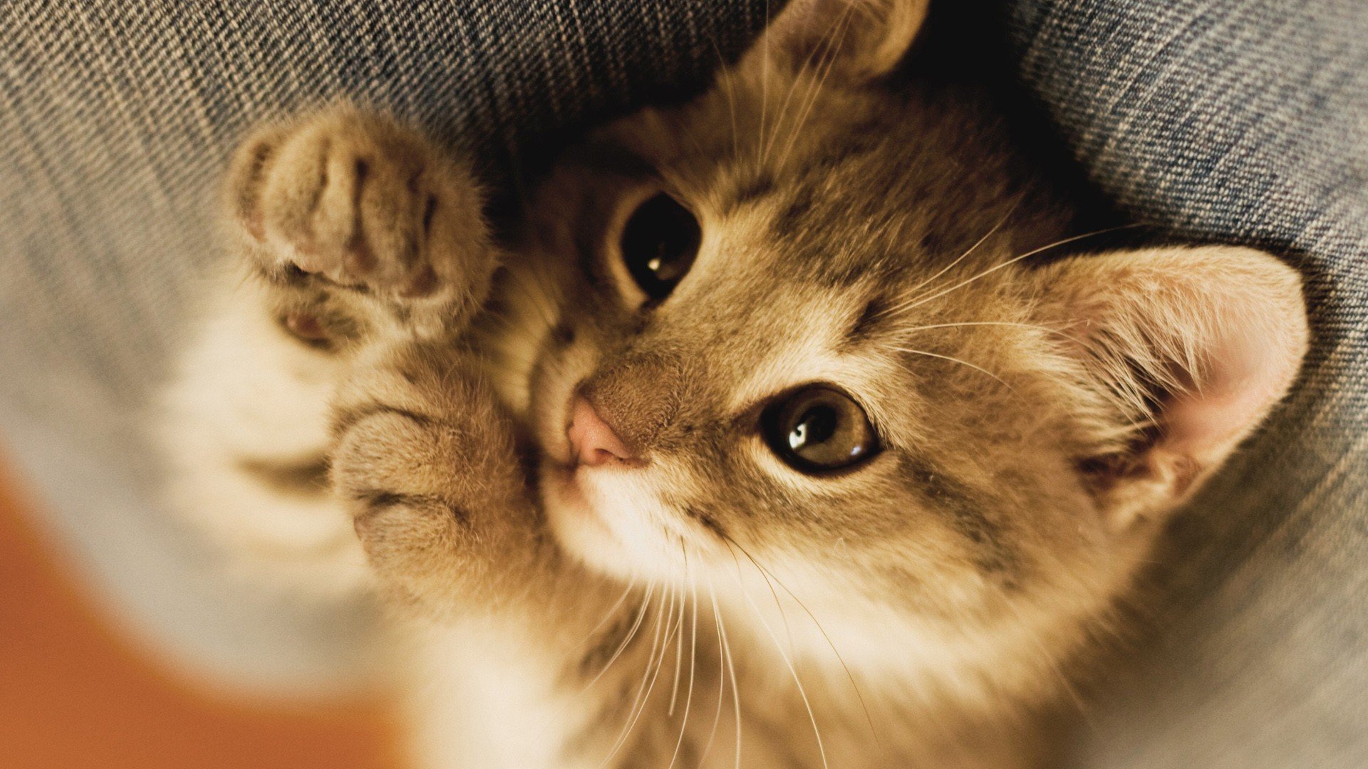 萌宠,动物,可爱,卖萌,猫咪,喵星人