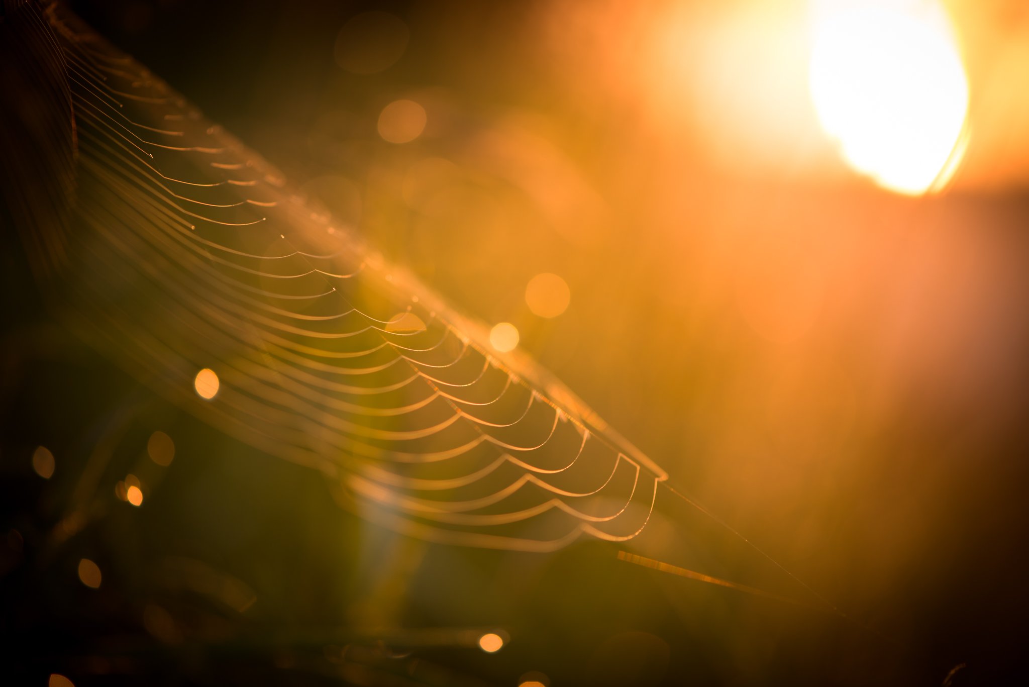 风景,自然风光,夏季,蛛丝,网,蛛网