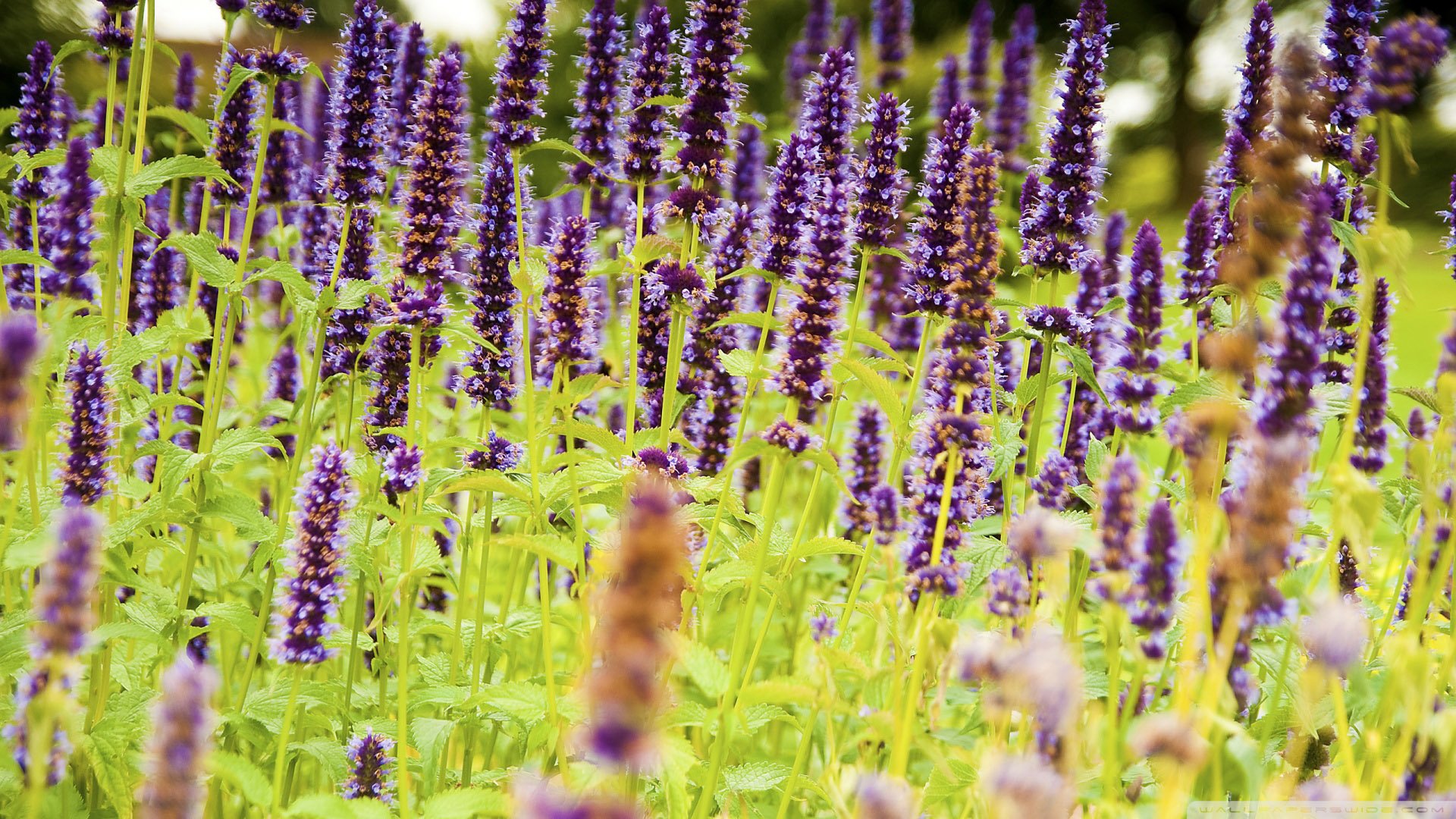 小清新,唯美,薰衣草,风景,植物,等待爱情,紫色