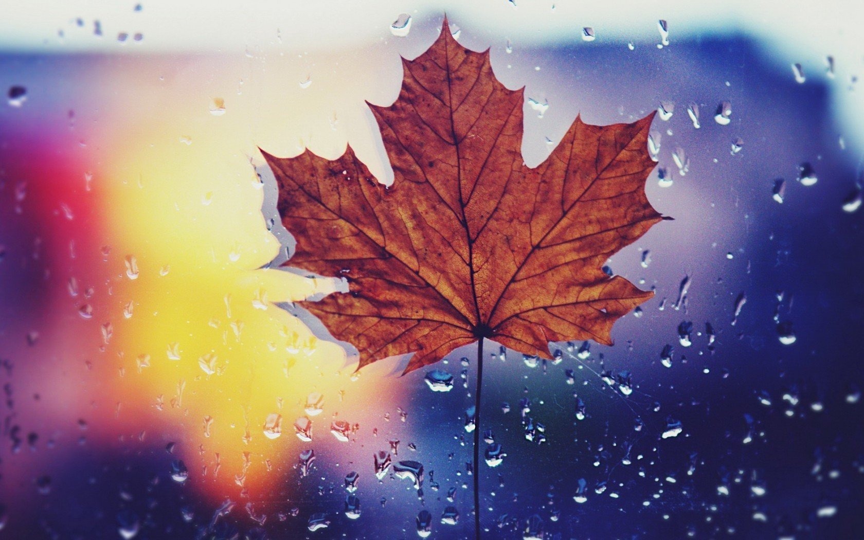 小清新,温暖,干净,安静,温馨,唯美,静物,物语,枫叶,雨