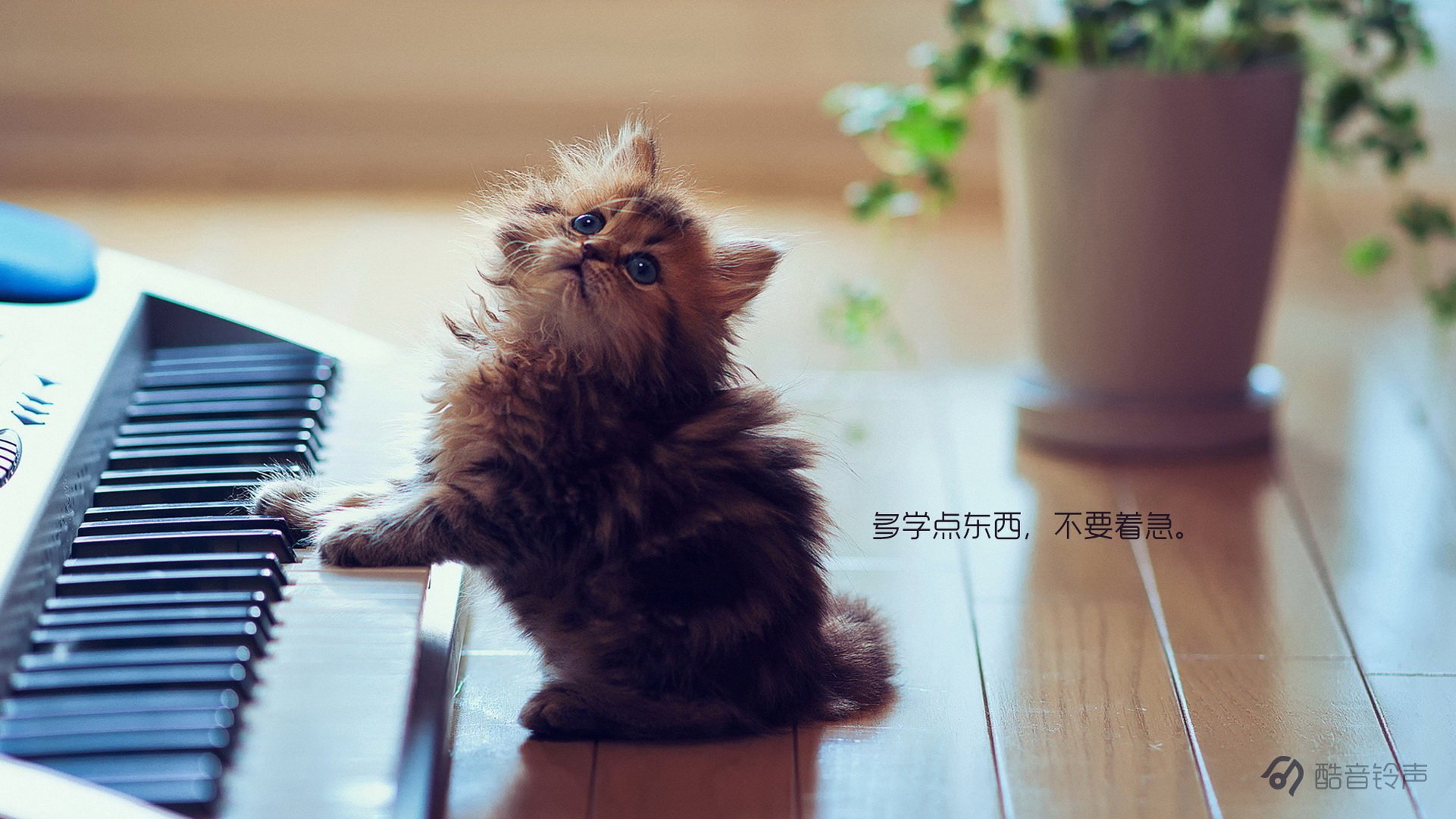 喵星人,萌宠,宠物,猫