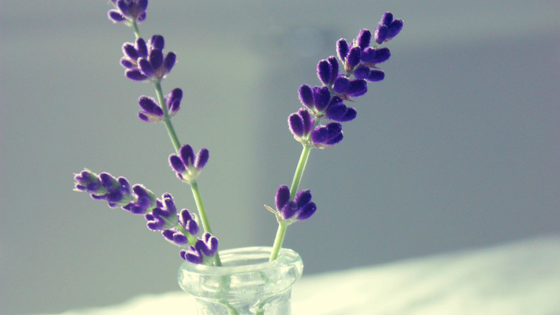 小清新,唯美,薰衣草,风景,植物,等待爱情,紫色