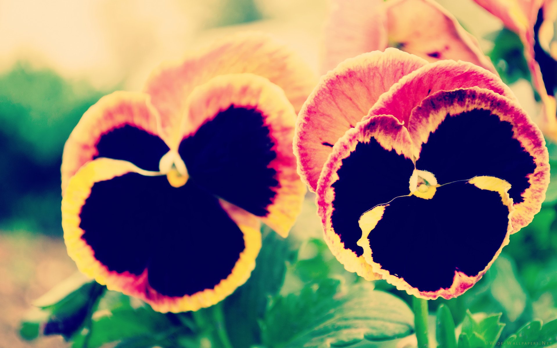 小清新,唯美,虞美人,罂粟