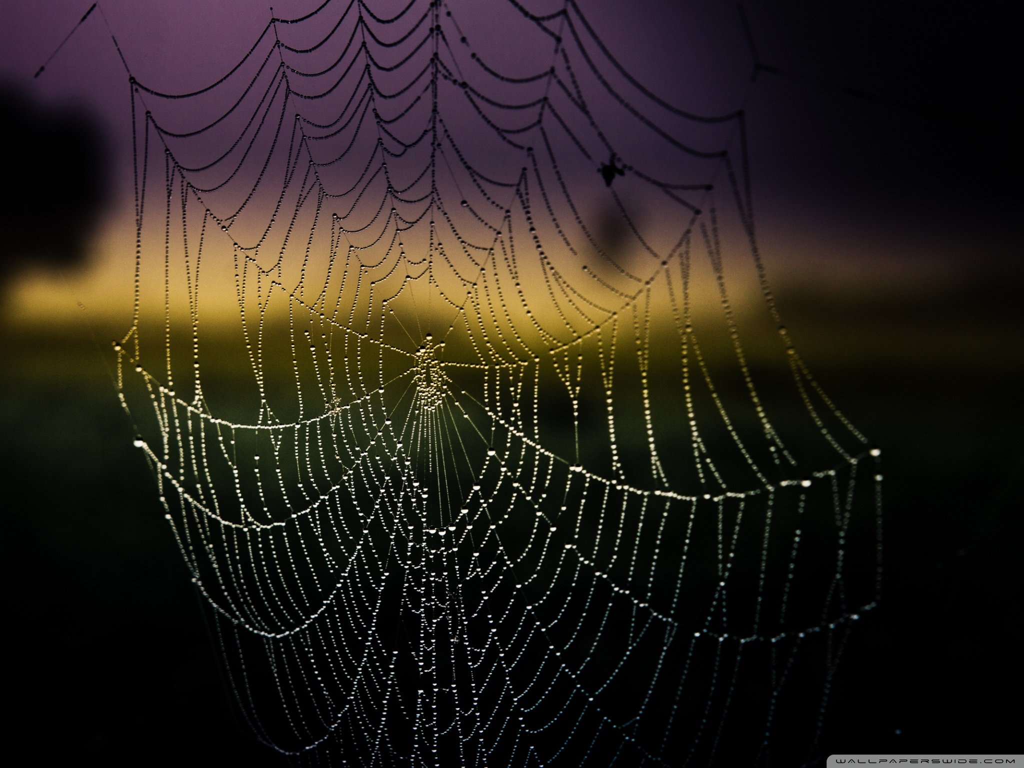 风景,自然风光,夏季,蛛丝,网,蛛网