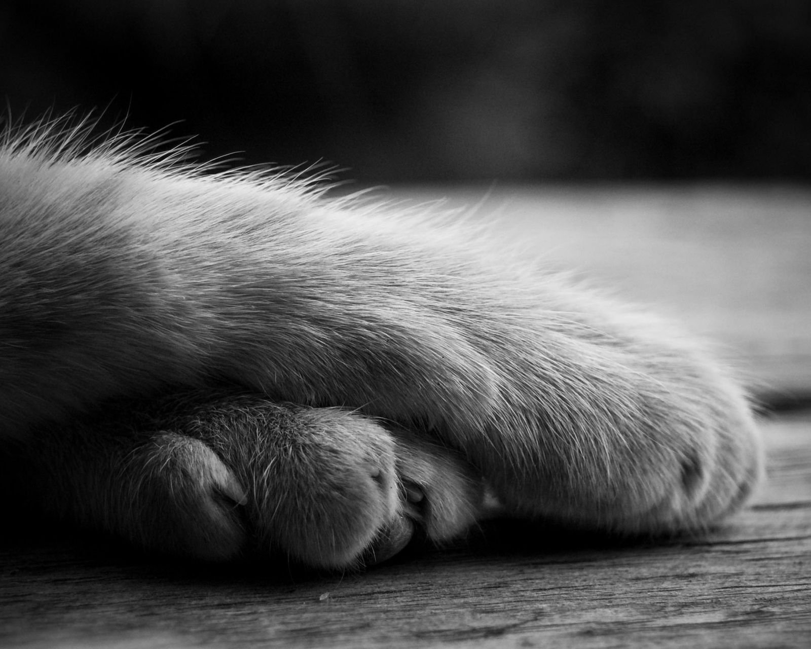 动物,萌宠,喵星人,猫咪,猫爪