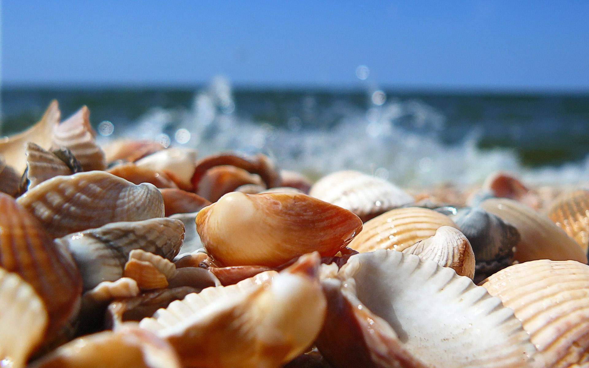 小清新,唯美,静物写真,物语,大海,海边,海螺,沙滩,贝壳