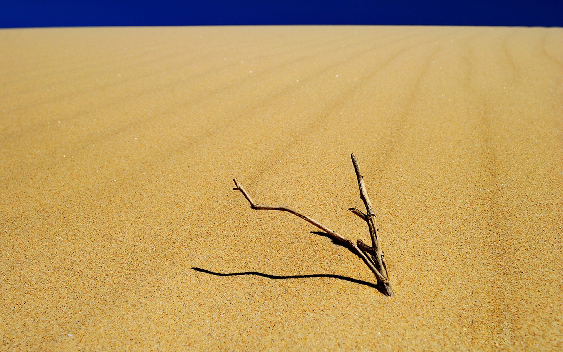 小清新,唯美,干枯,生命,坚强,顽强