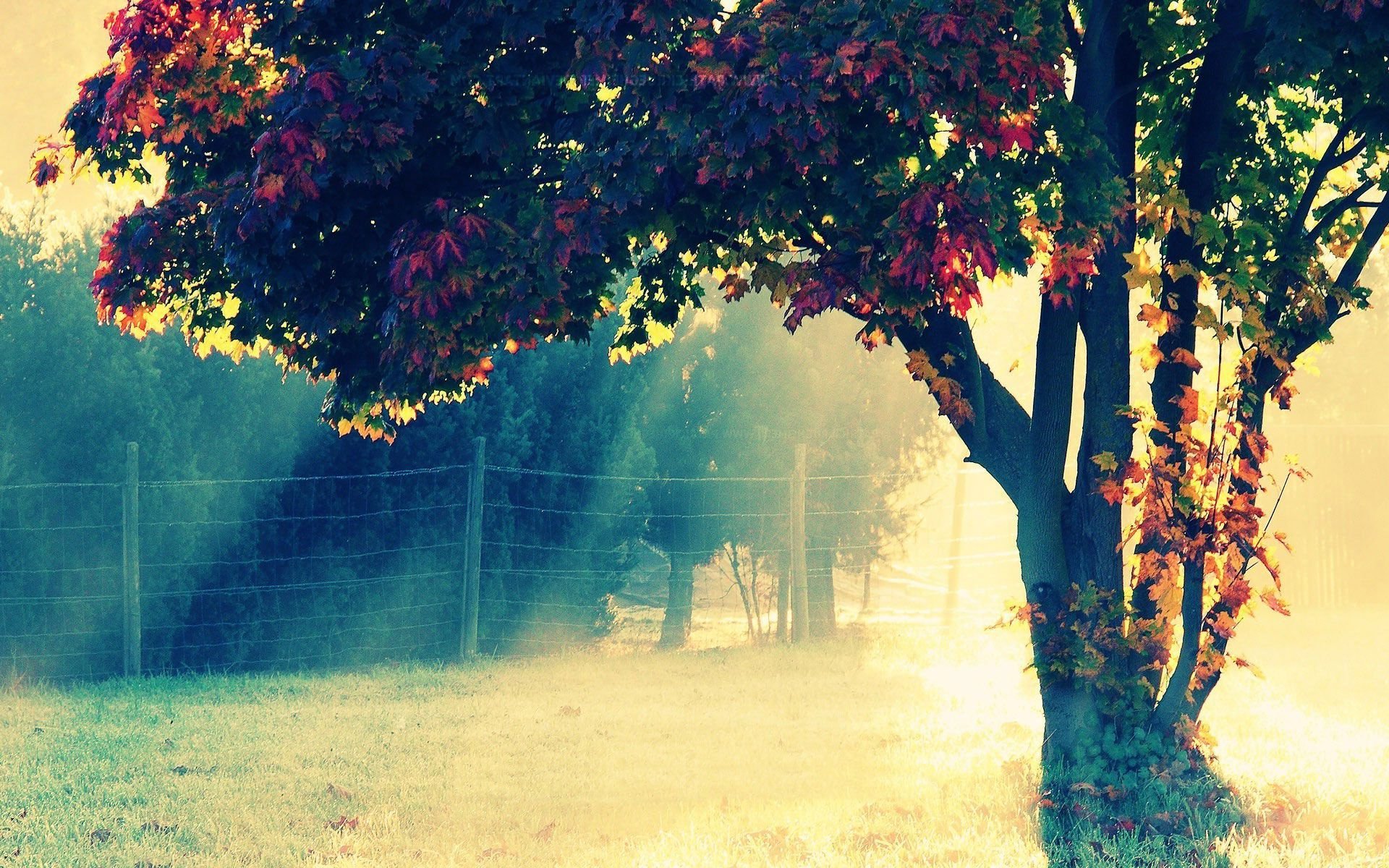 风景,自然风光,意境树,夕阳,阳光