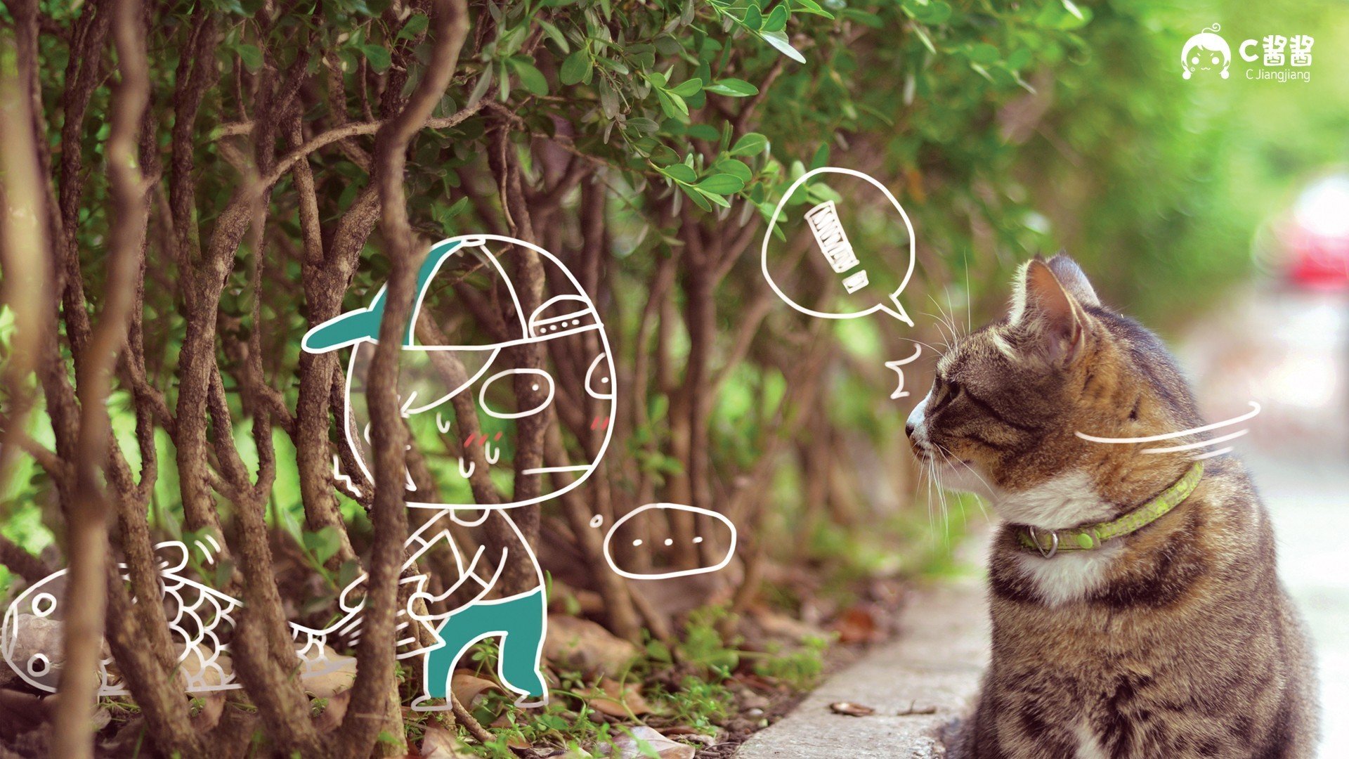 动物,萌宠喵星人,猫