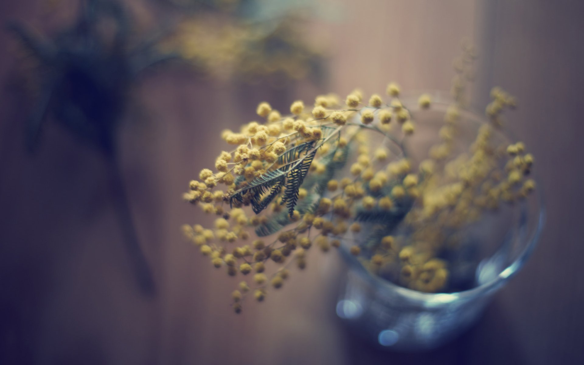 小清新,温暖,干净,安静,唯美,静物,物语,时光,清新淡雅,花朵