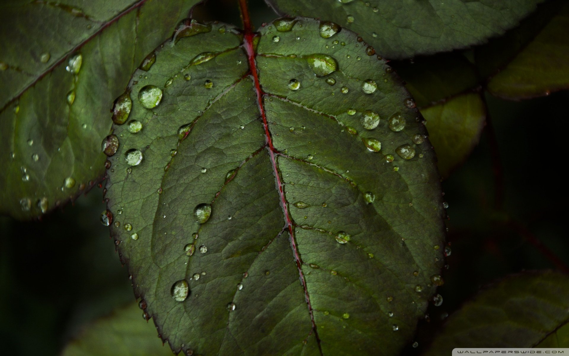 小清新,唯美,温馨,安静,叶子