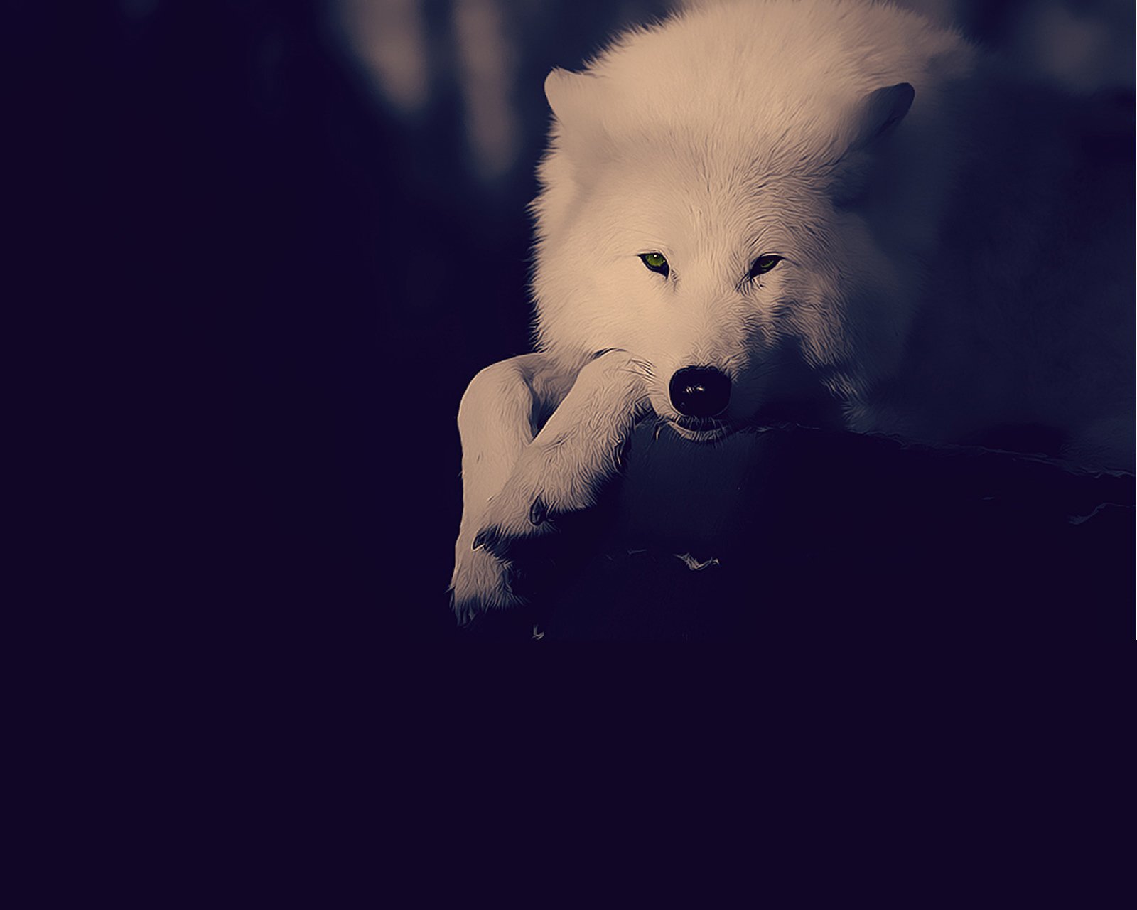 萌宠,动物,可爱,卖萌,狼,野生动物