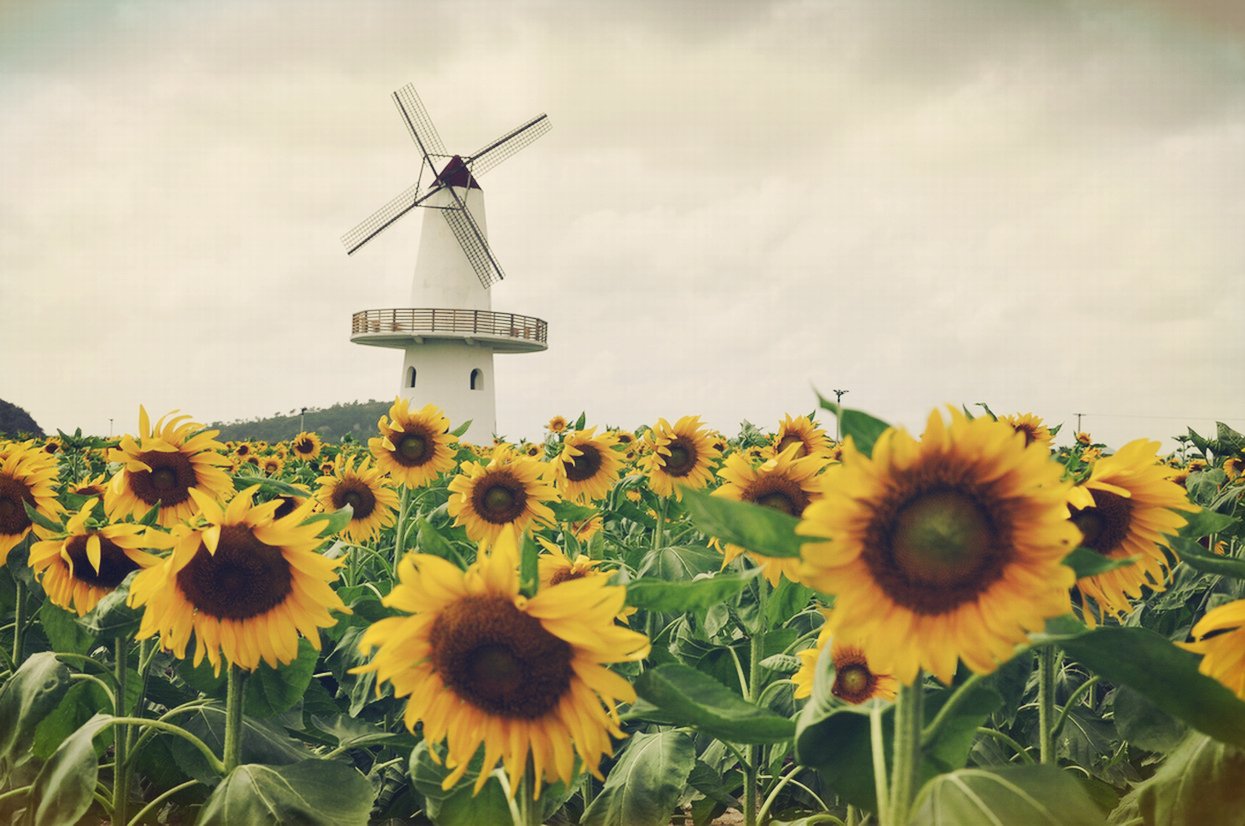 风景,自然风光,风车,唯美,意境,田园
