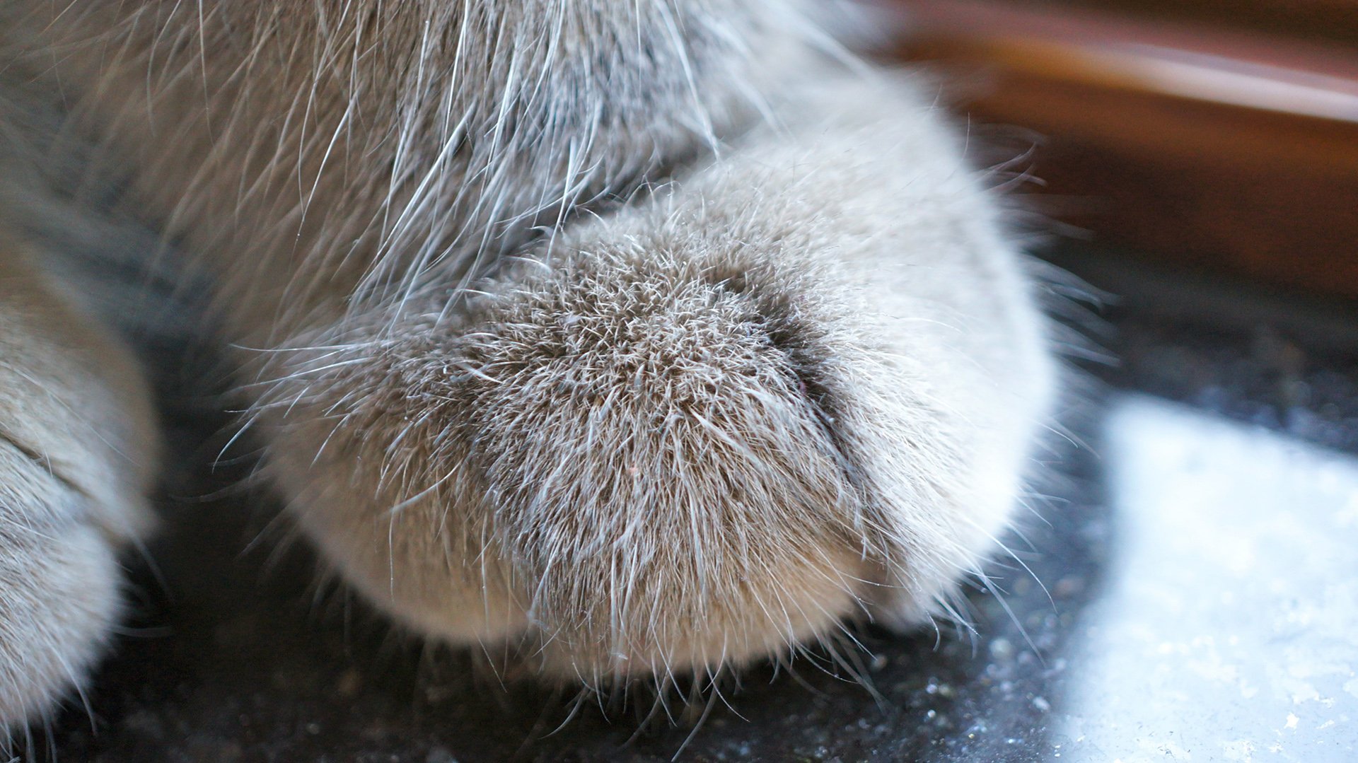 动物,萌宠,喵星人,猫咪,猫爪