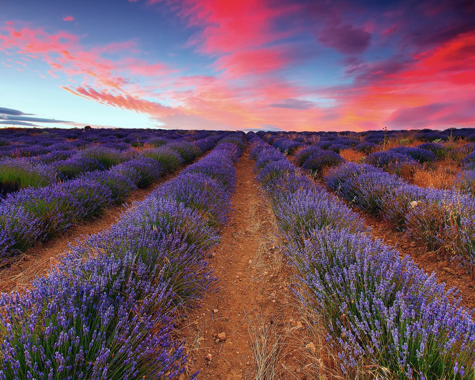 小清新,唯美,薰衣草,风景,植物,等待爱情,紫色