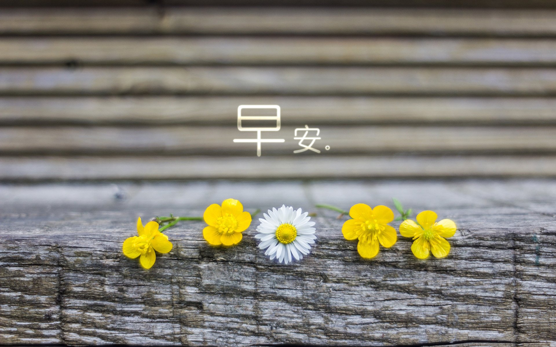 小清新,唯美,早安,温暖,温馨,幸福,花