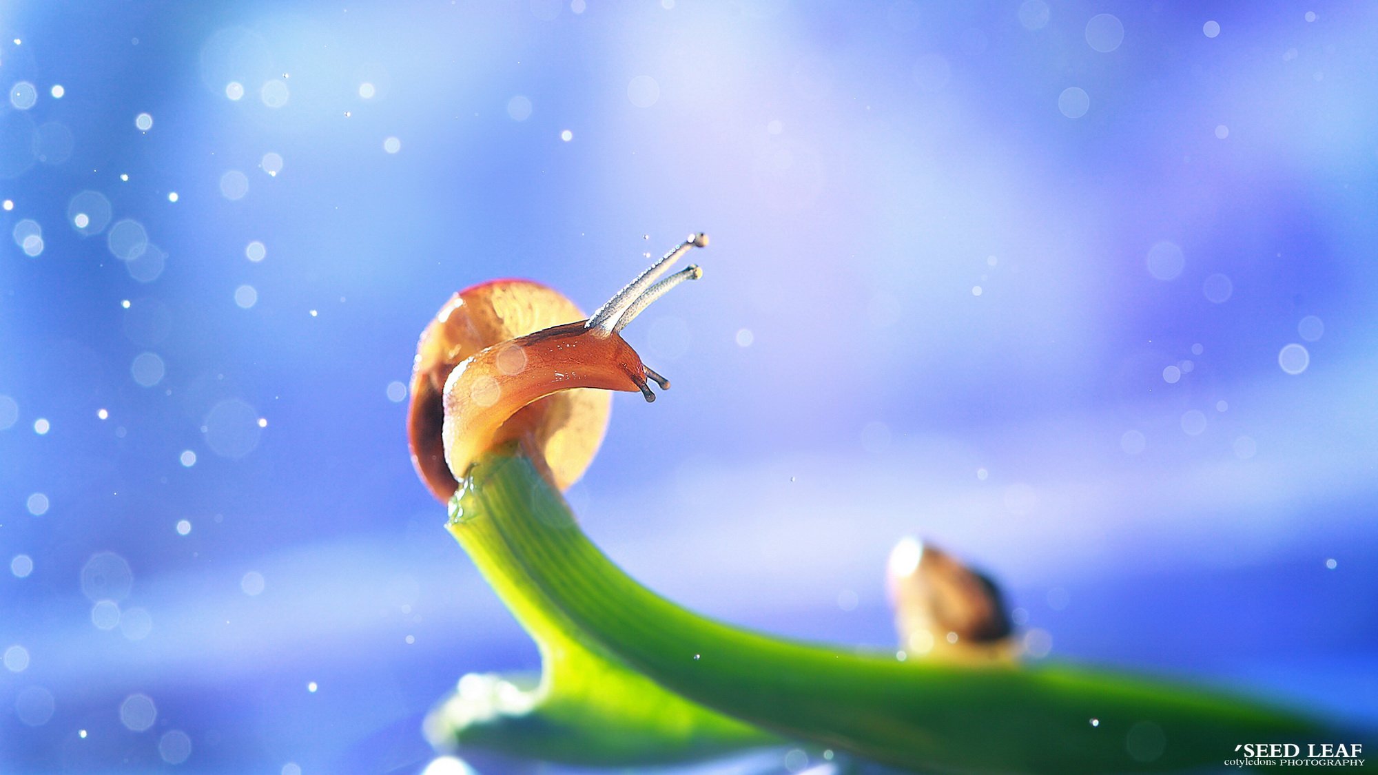 Seed,leaf摄影-蜗牛梦幻記,@SeedLeaf