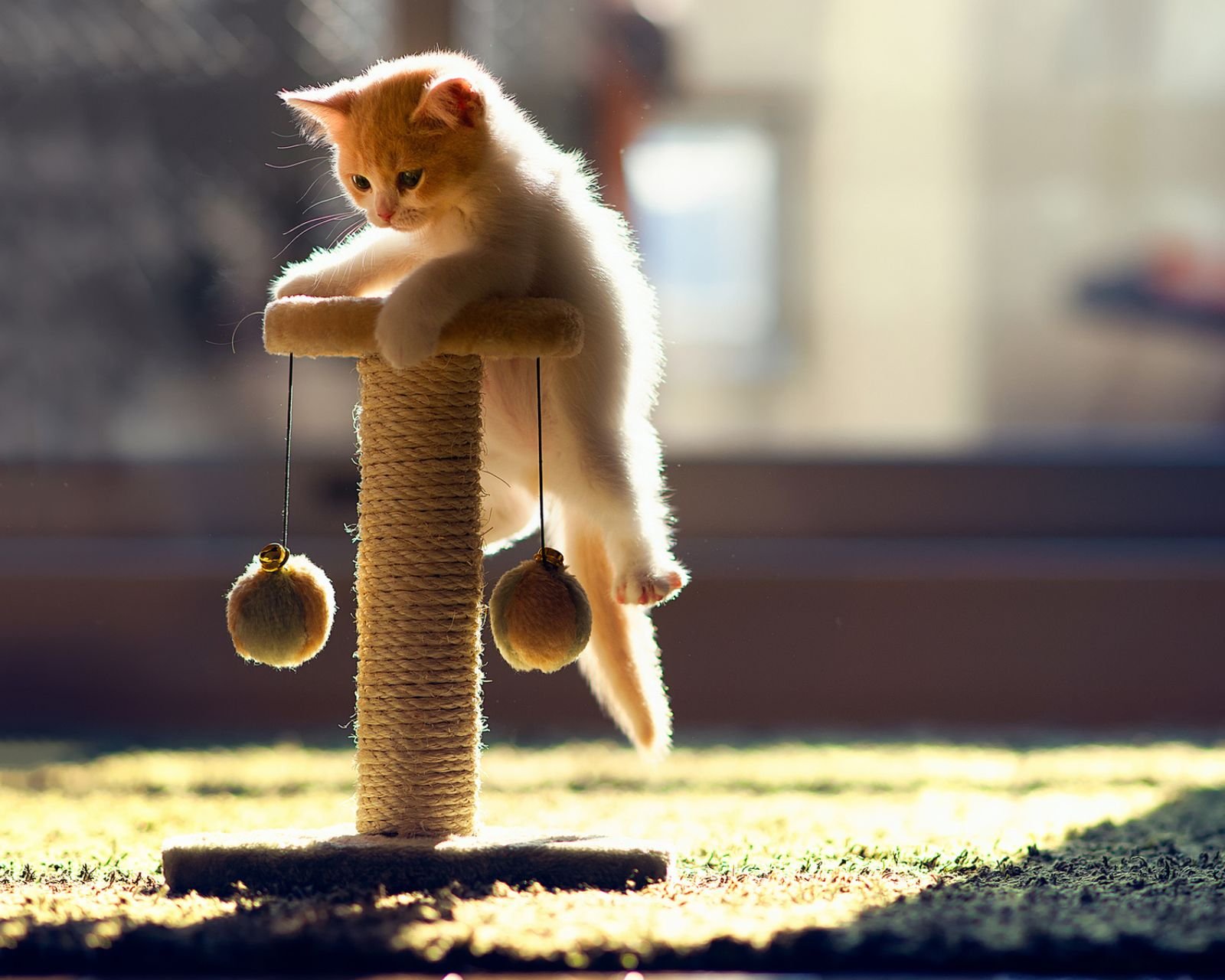 萌宠,动物,可爱,卖萌,猫咪,喵星人