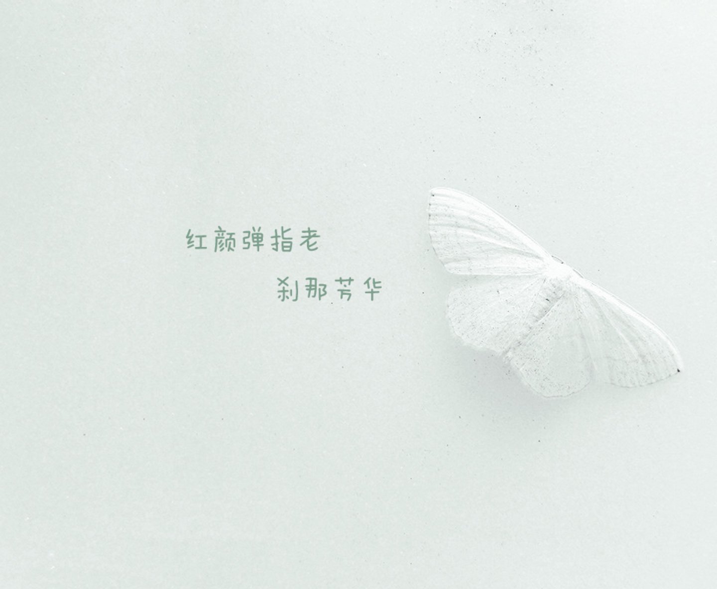 文字,文字控,语录,飞蛾,白色